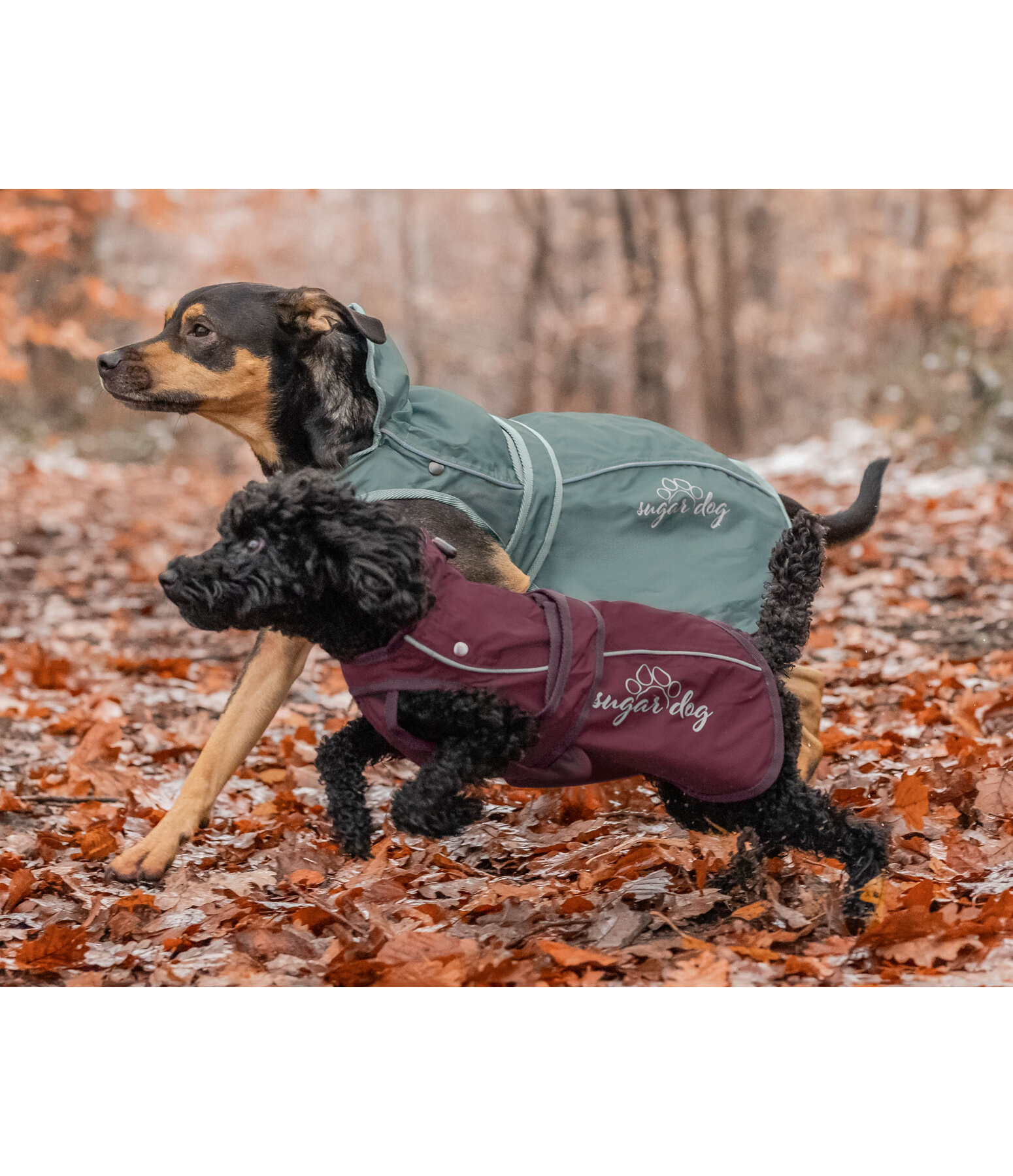 Manteau pour chien 2 en 1  Ally