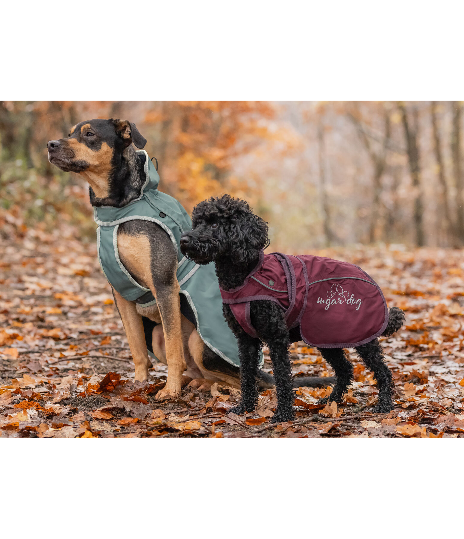 Manteau pour chien 2 en 1  Ally