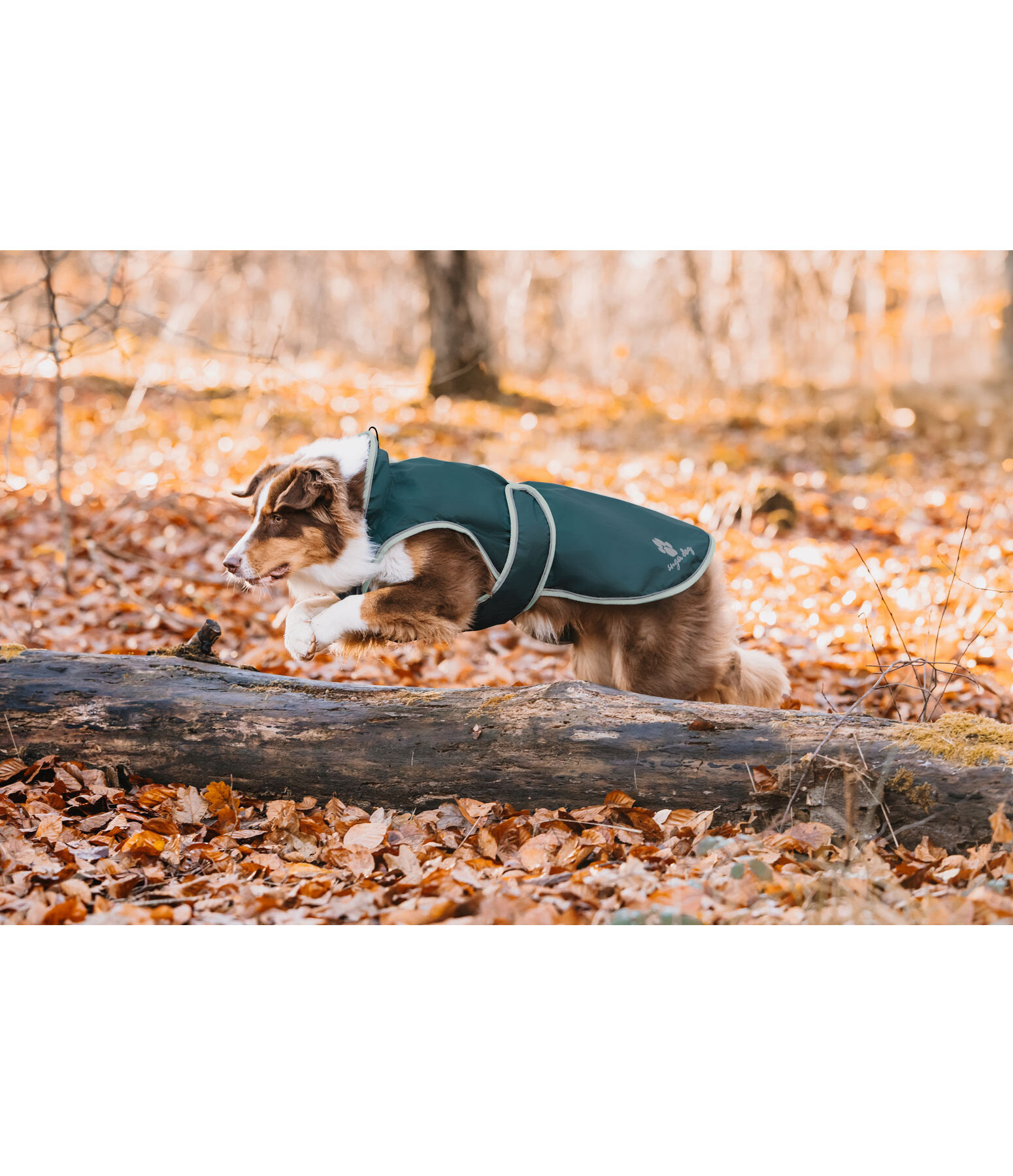 Manteau de pluie pour chiens  Eldoro II avec manteau intrieur polaire