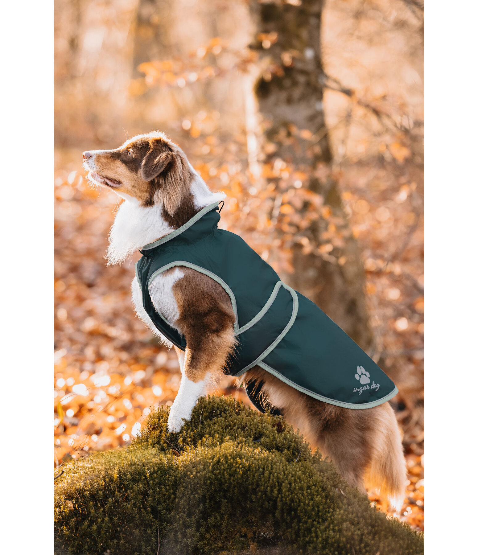 Manteau de pluie pour chiens  Eldoro II avec manteau intrieur polaire
