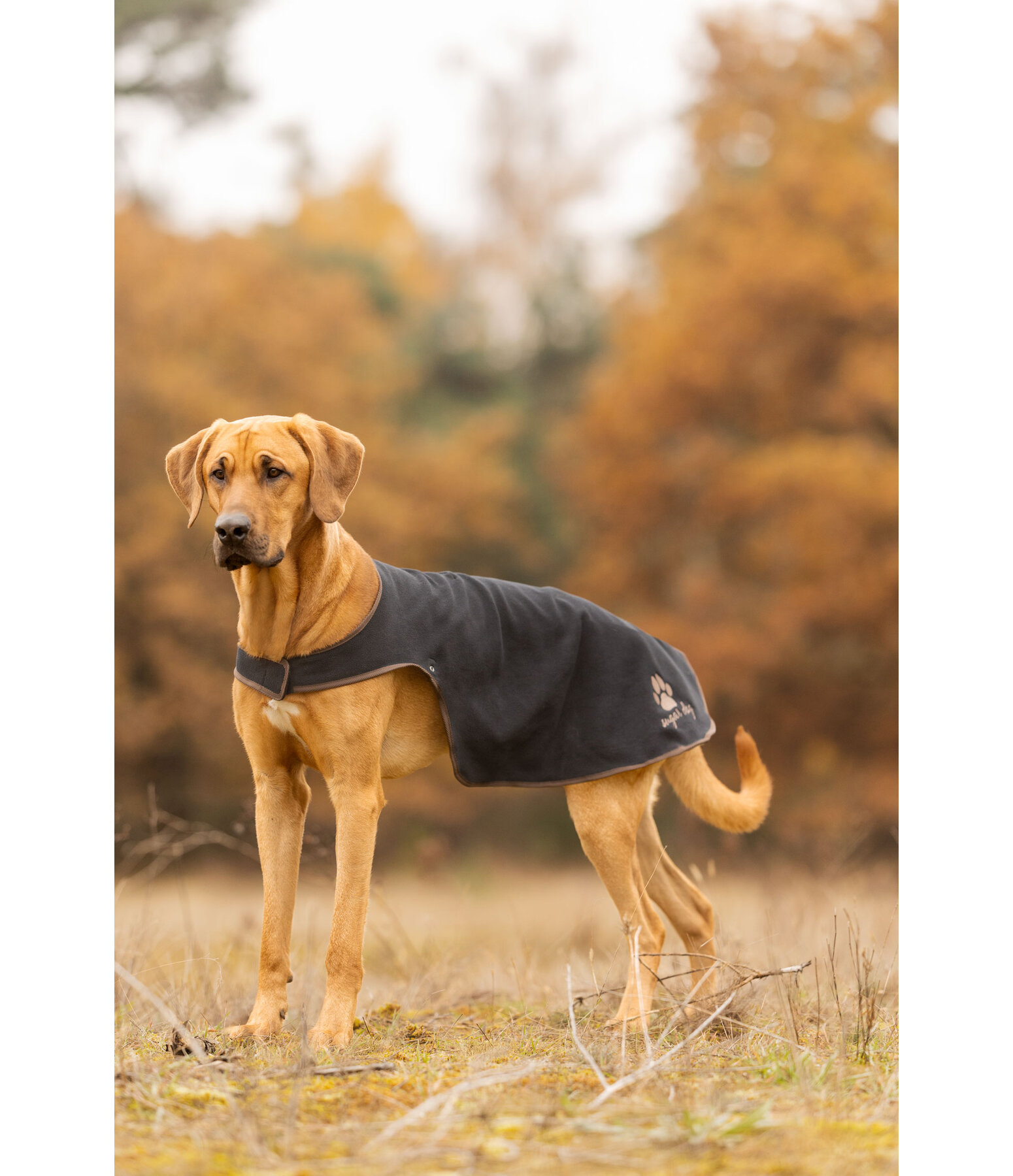 Manteau de pluie pour chiens  Eldoro II avec manteau int�rieur polaire
