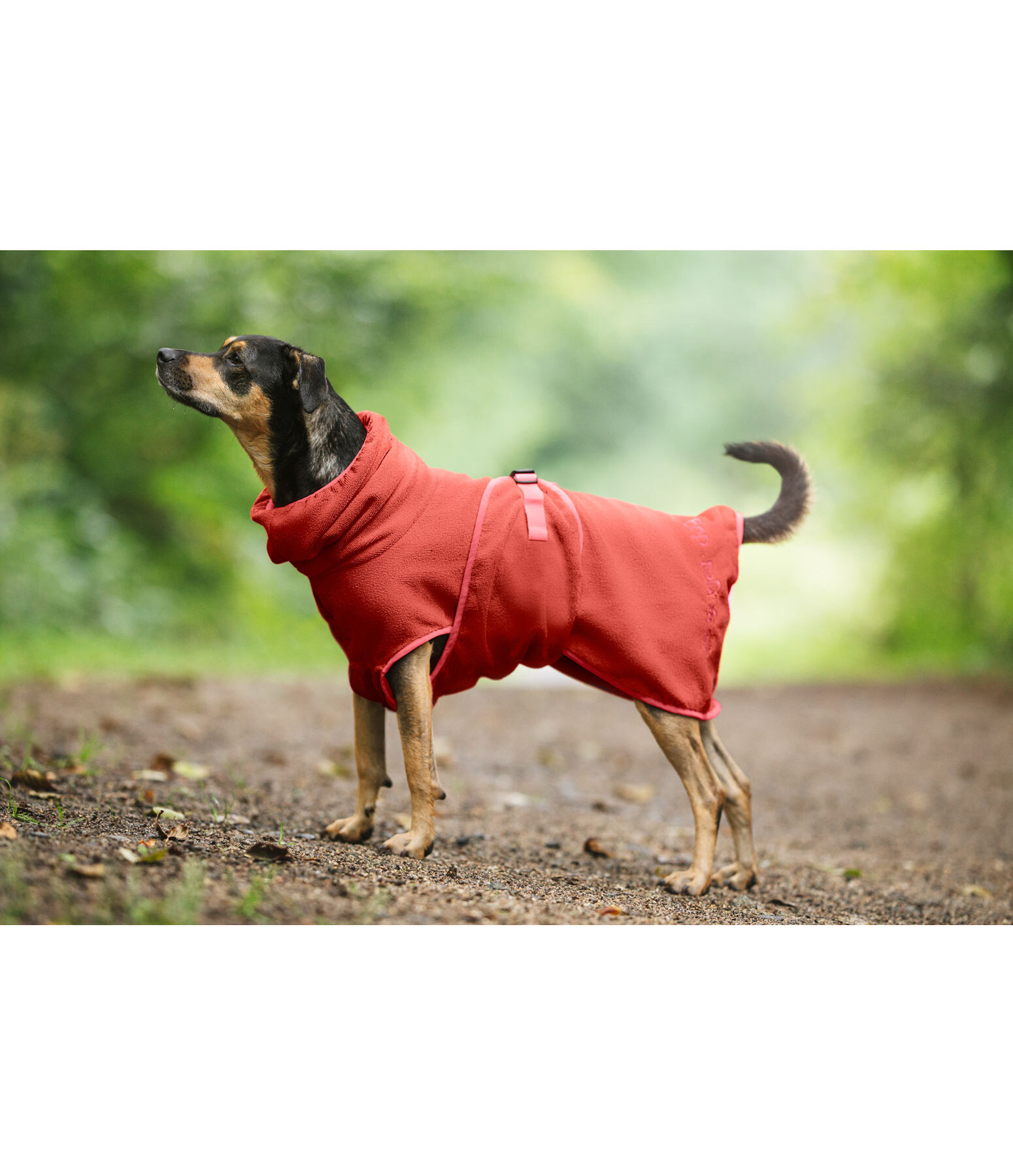 Chemise schante  Dry Dog II