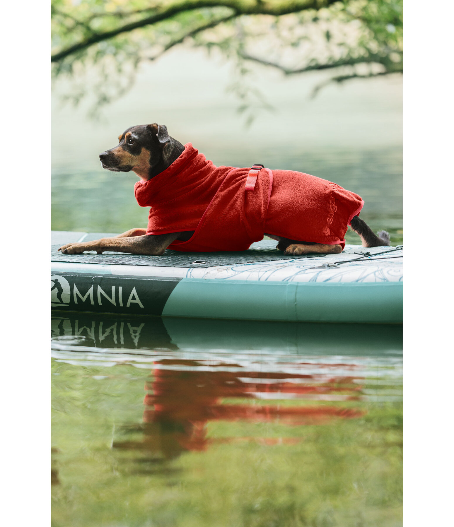 Chemise schante  Dry Dog II