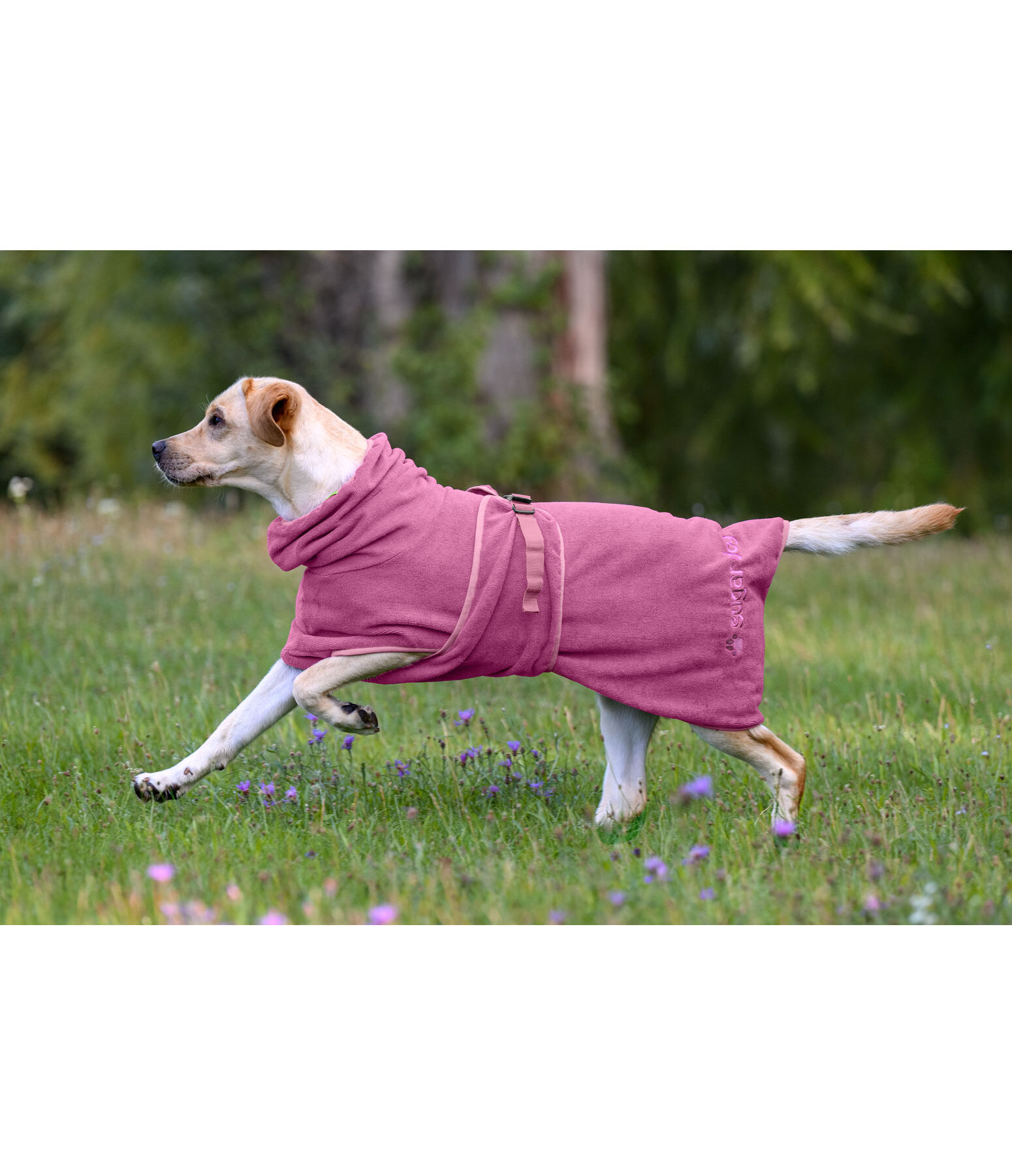 Chemise s�chante  Dry Dog II