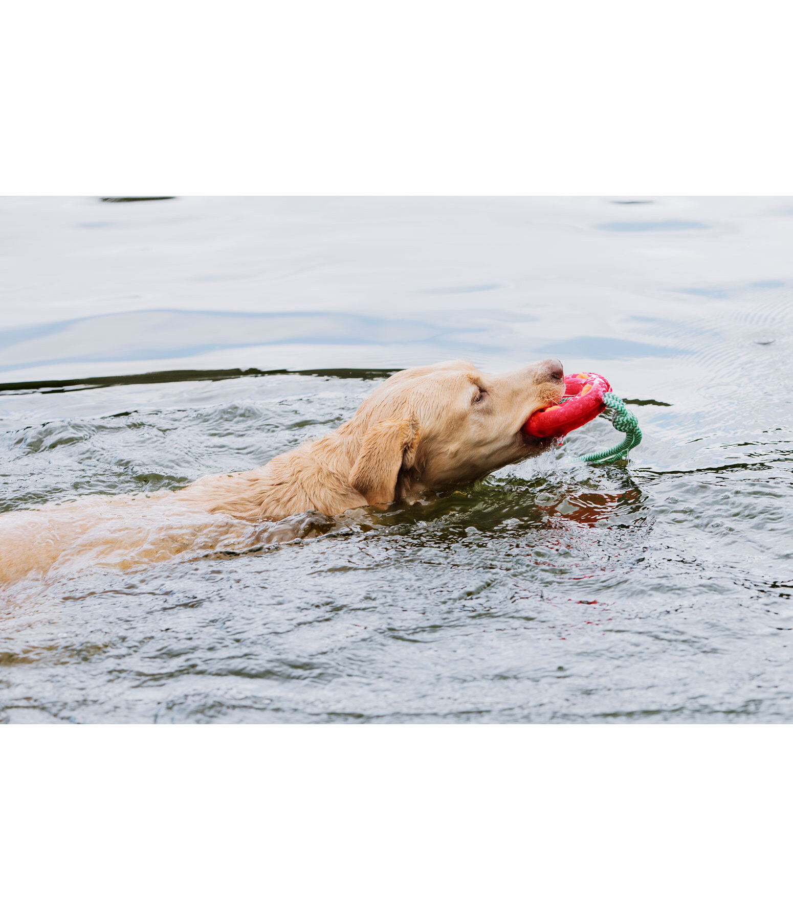 Jouet pour chiens  Mia