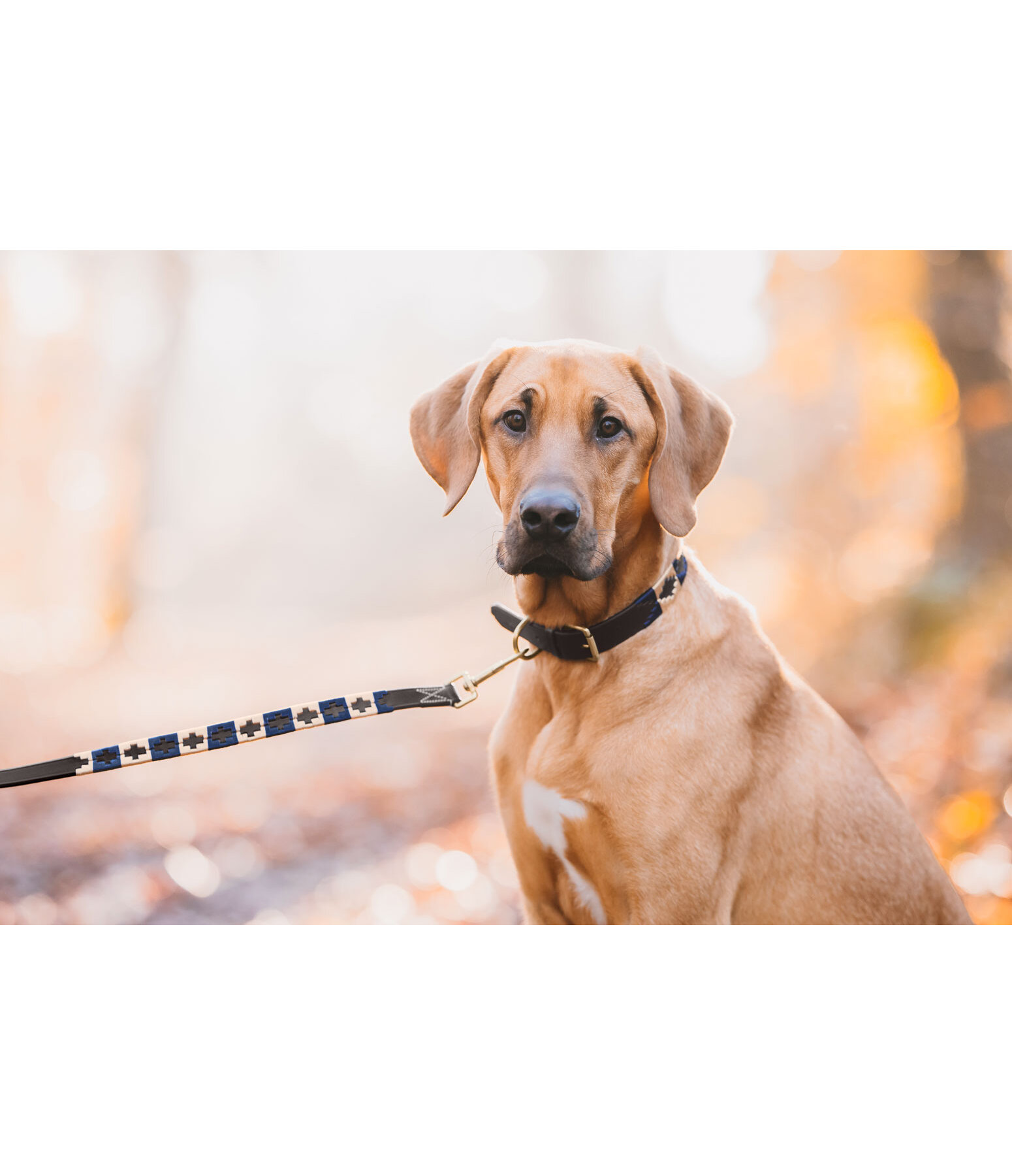 Set collier et laisse en cuir pour chiens  Polo Sports