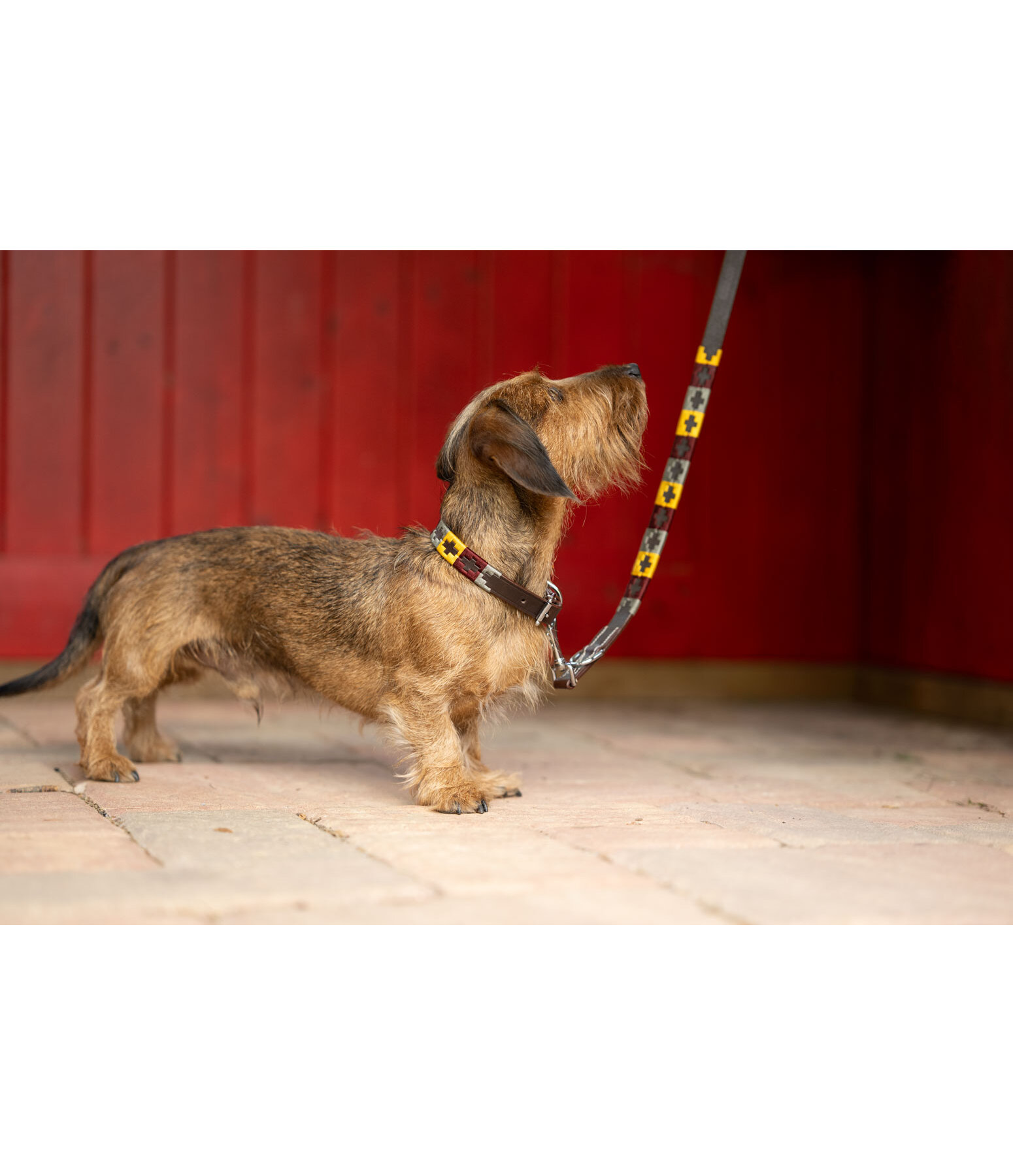 Set collier et laisse en cuir pour chiens  Polo Sports