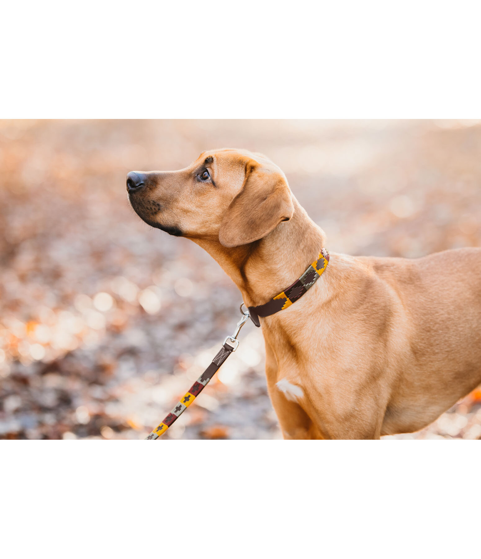 Set collier et laisse en cuir pour chiens  Polo Sports