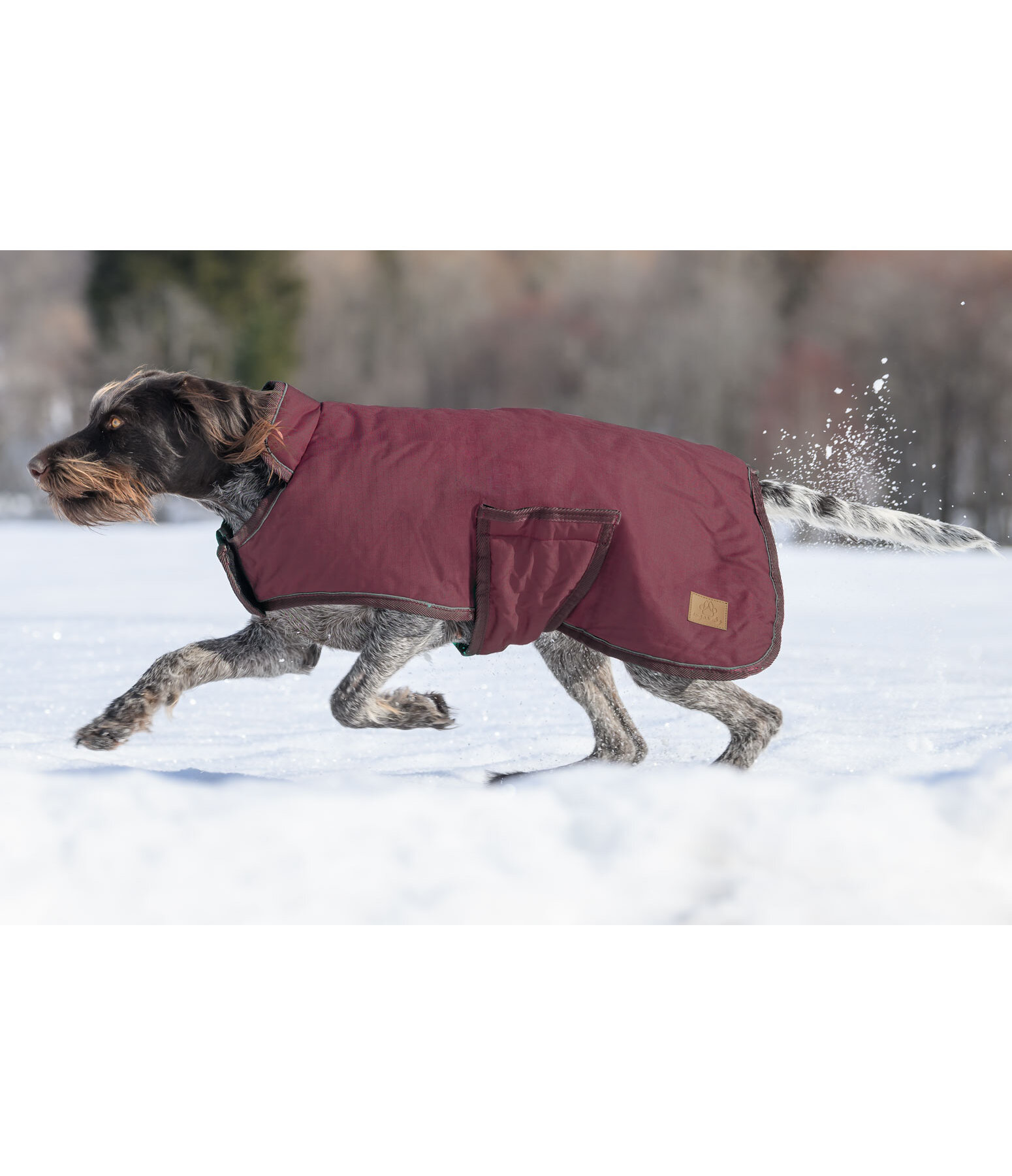 Manteau hiver chien 2025