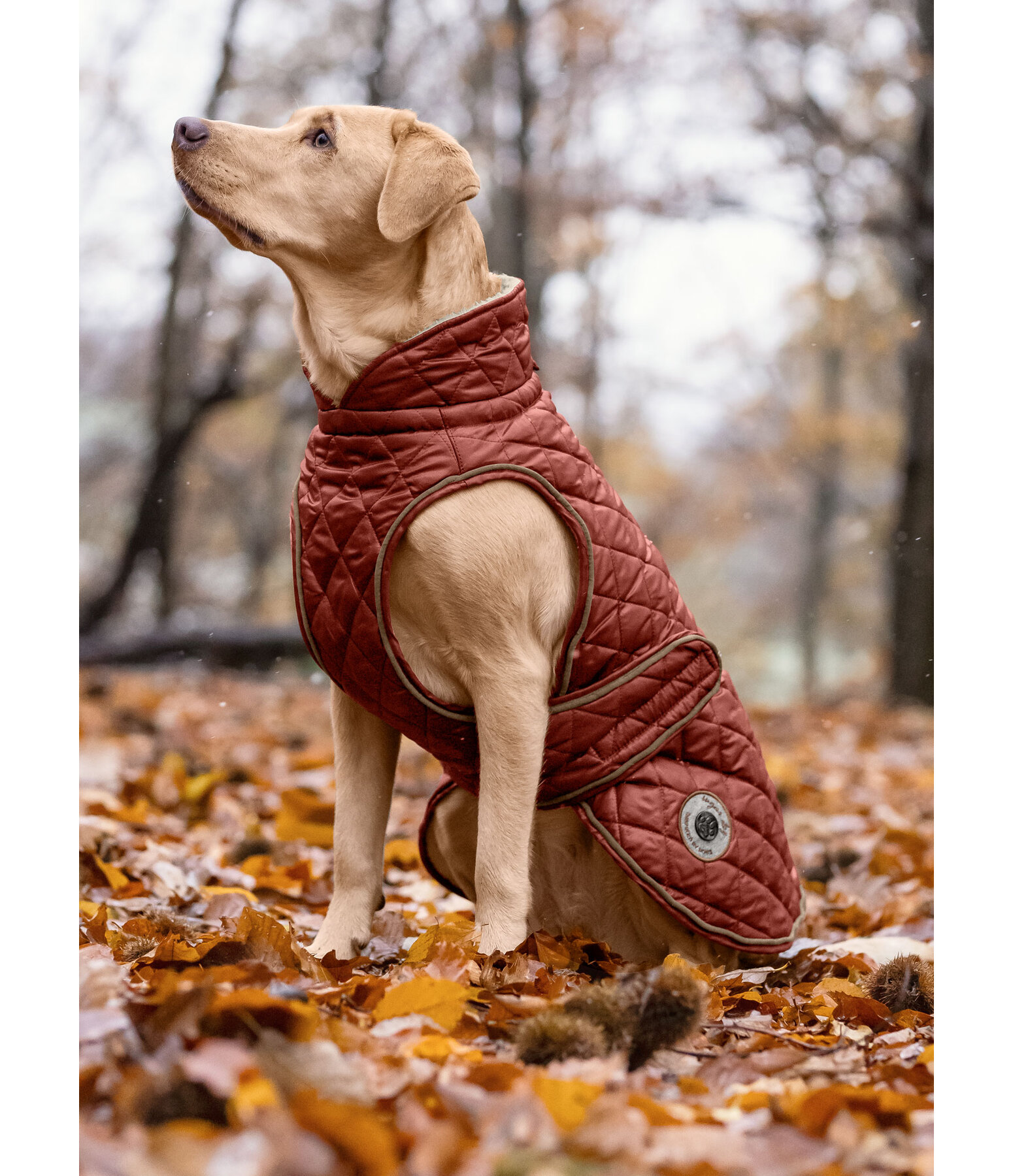 Manteau avec doublure en polaire Teddy pour chiens  Archie, 160 g