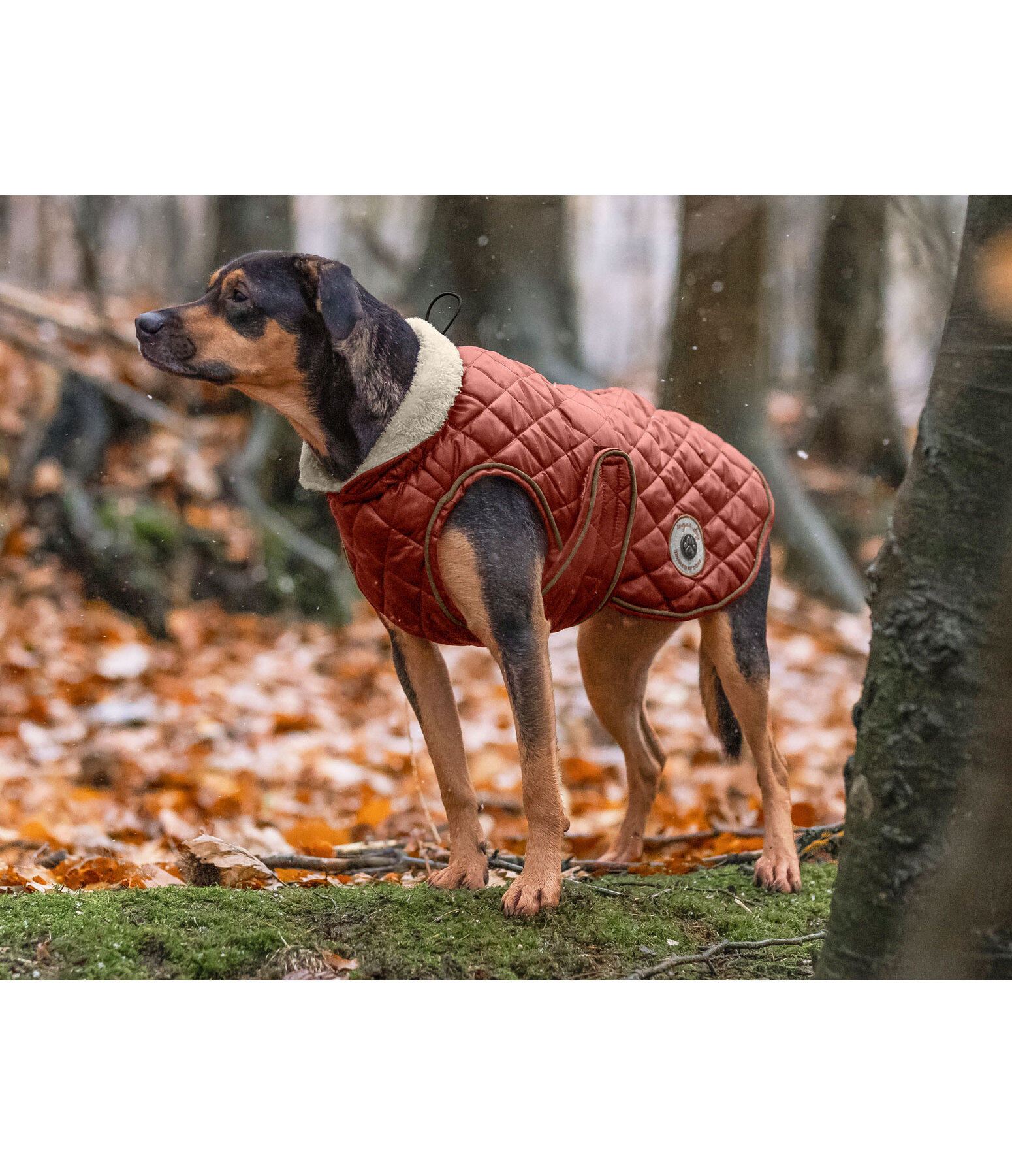 Manteau avec doublure en polaire Teddy pour chiens  Archie, 160 g