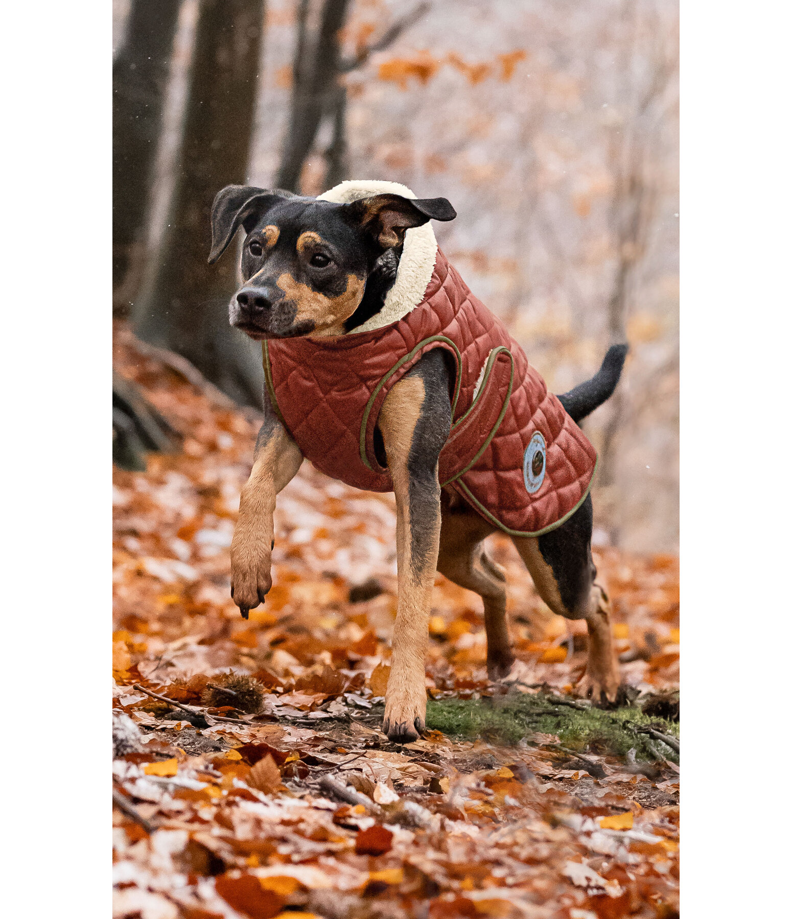 Manteau avec doublure en polaire Teddy pour chiens  Archie, 160 g