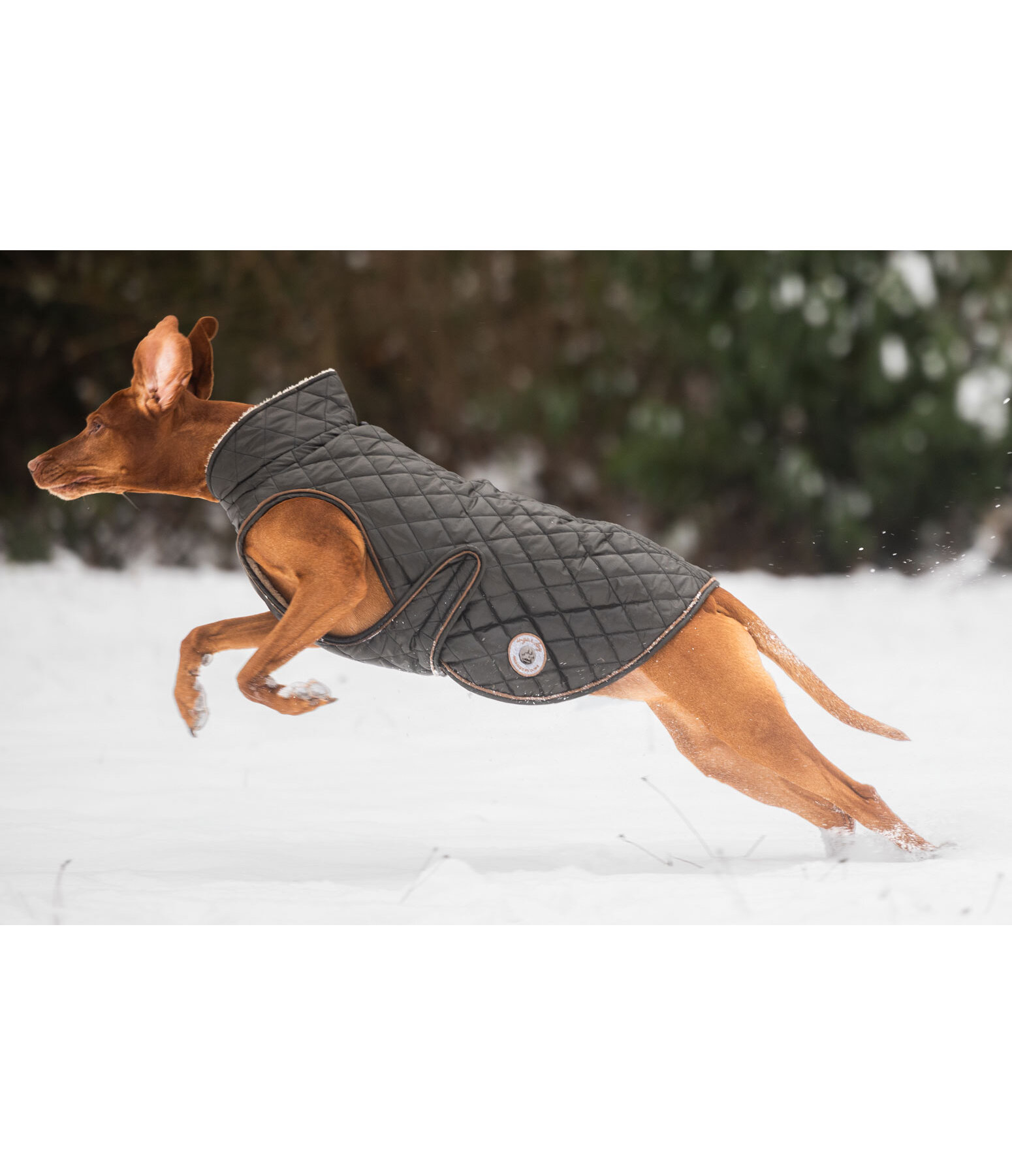Manteau avec doublure en polaire Teddy pour chiens  Archie, 160 g