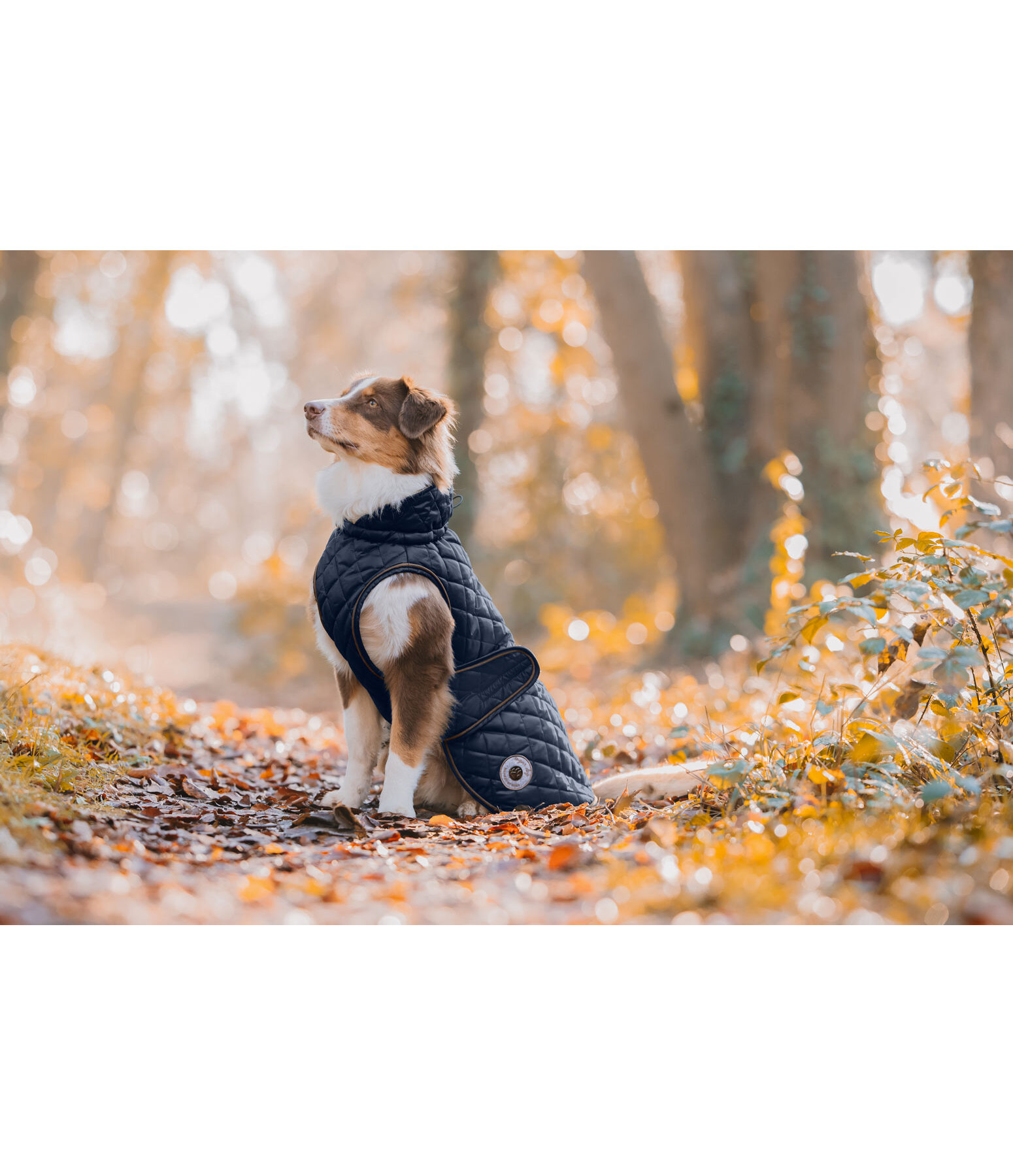 Manteau avec doublure en polaire Teddy pour chiens  Archie, 160 g