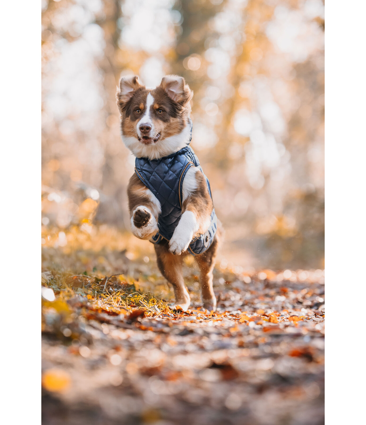 Manteau avec doublure en polaire Teddy pour chiens  Archie, 160 g