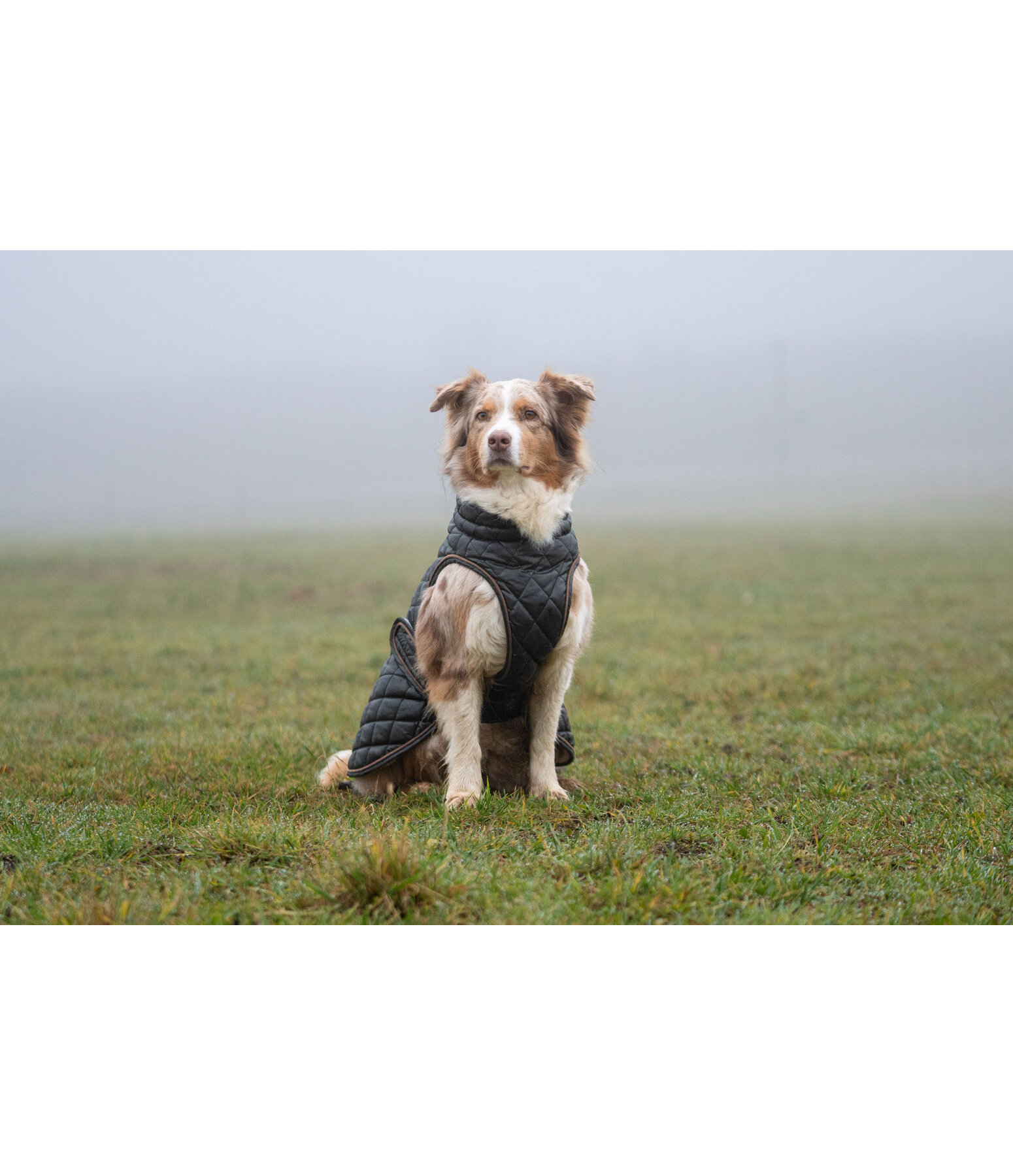 Manteau avec doublure en polaire Teddy pour chiens  Archie, 160 g