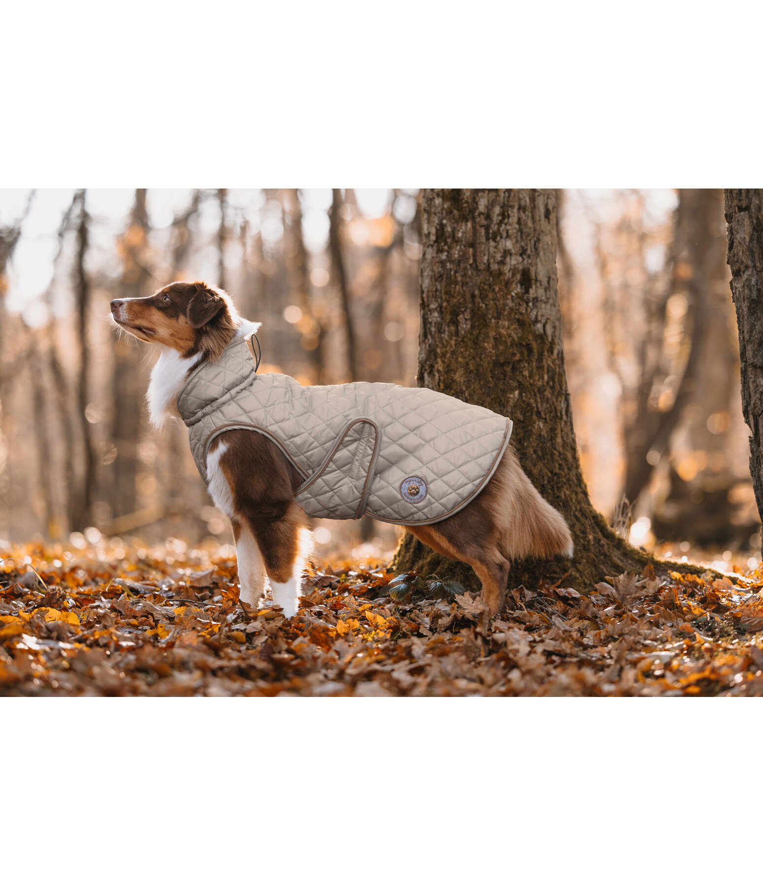 Manteau avec doublure en polaire Teddy pour chiens  Archie, 160 g