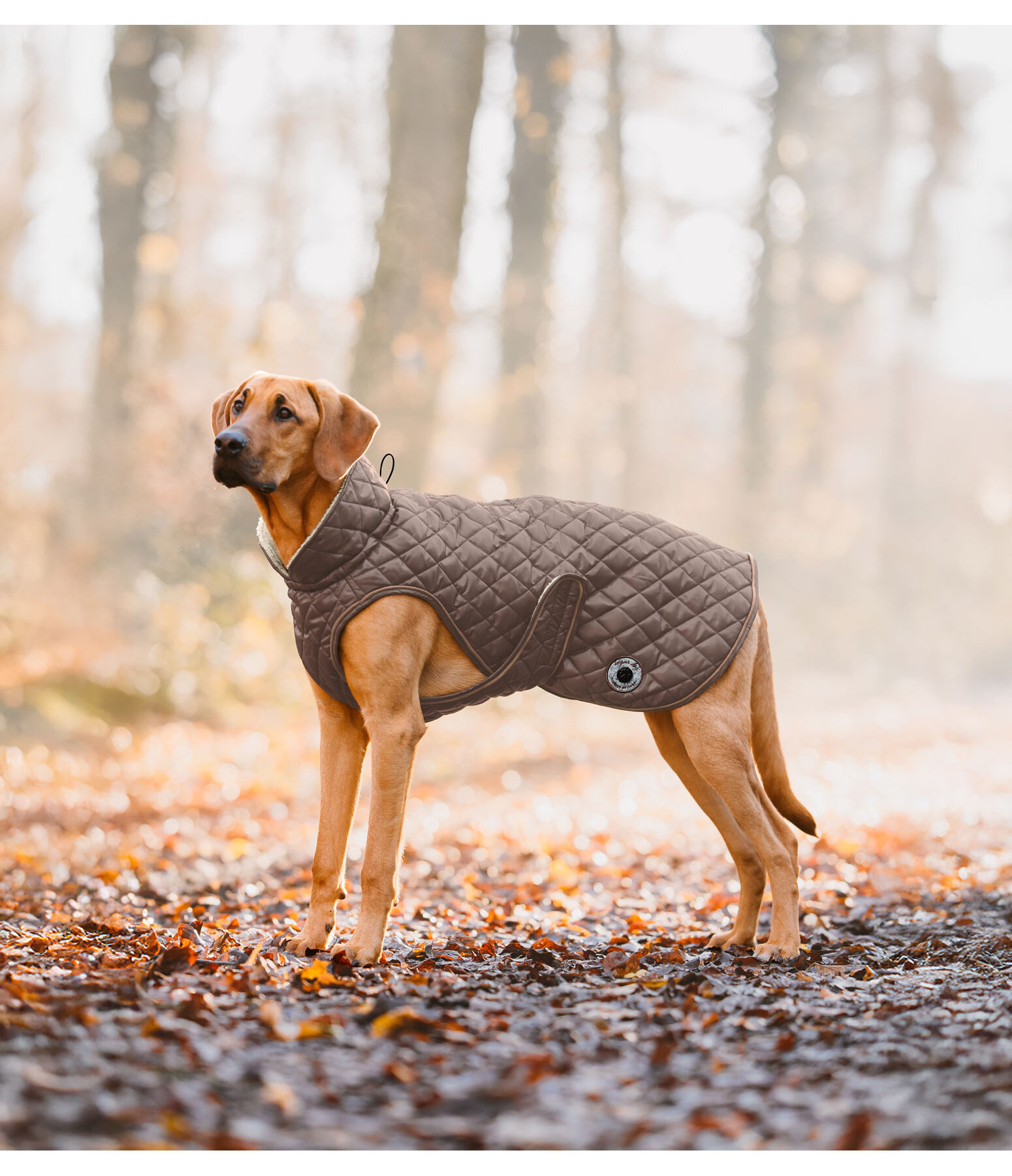 Manteau avec doublure en polaire Teddy pour chiens  Archie, 160 g