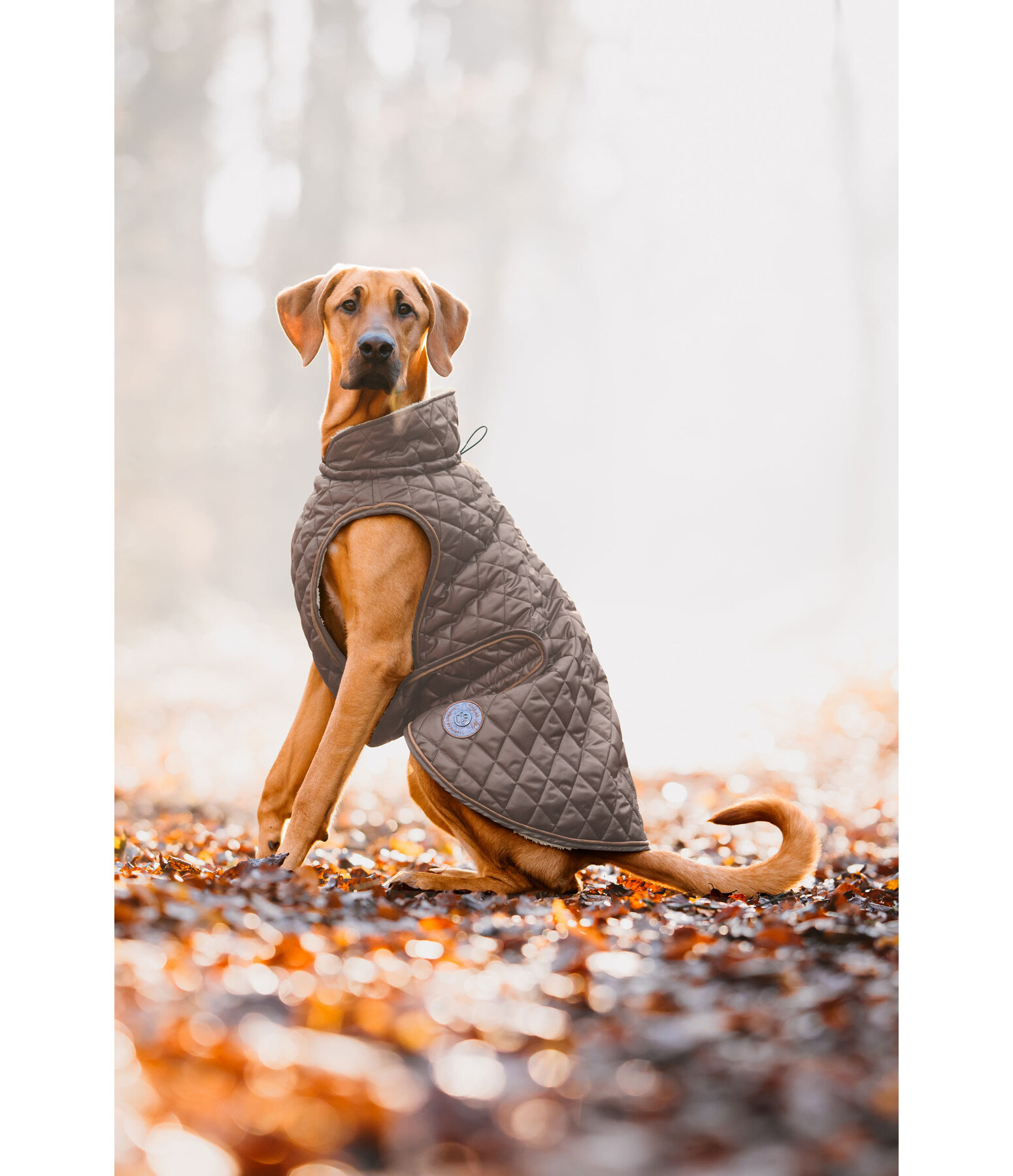 Manteau avec doublure en polaire Teddy pour chiens  Archie, 160 g