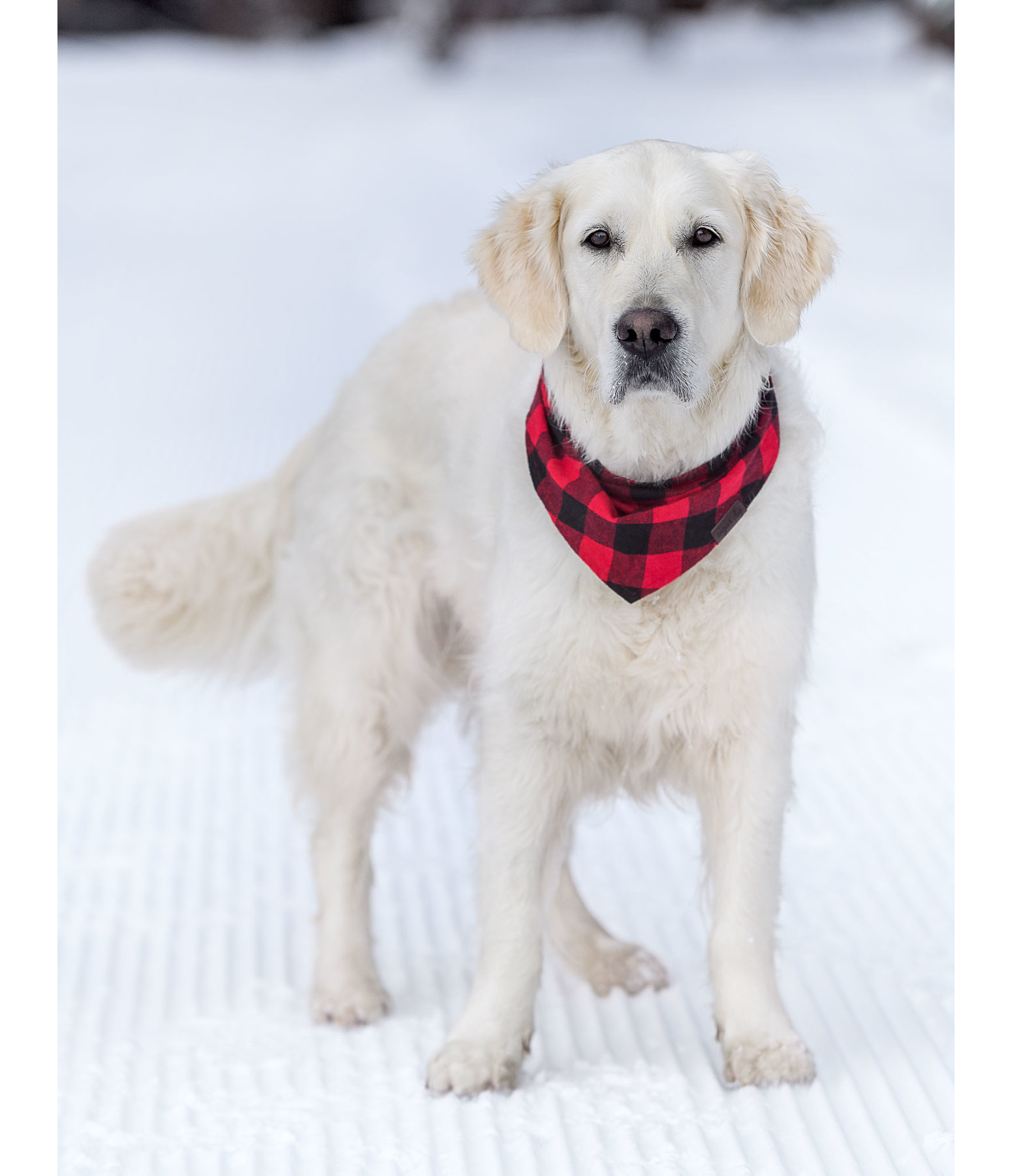 Foulard pour chiens  Henry