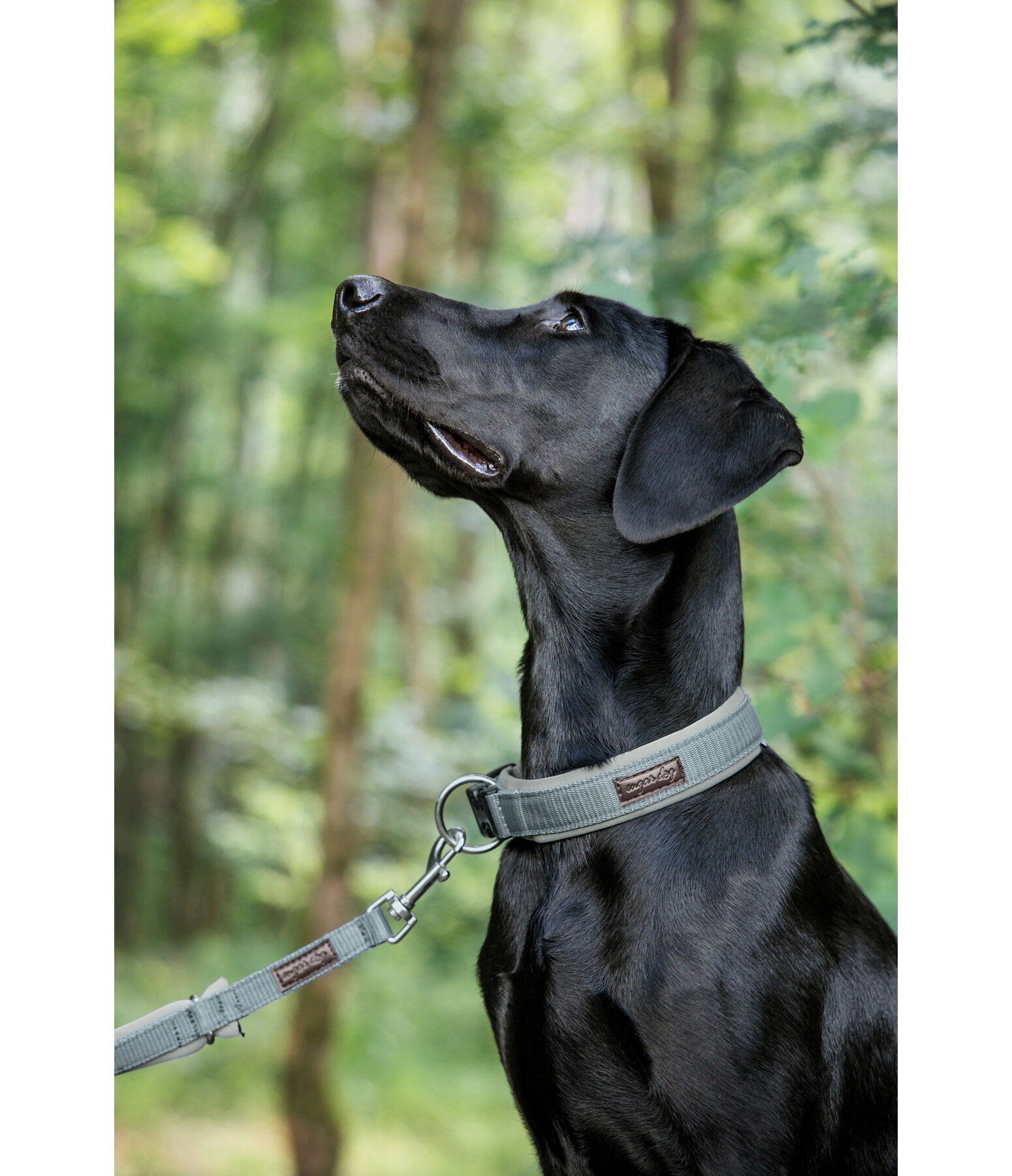Collier pour chiens  Becks