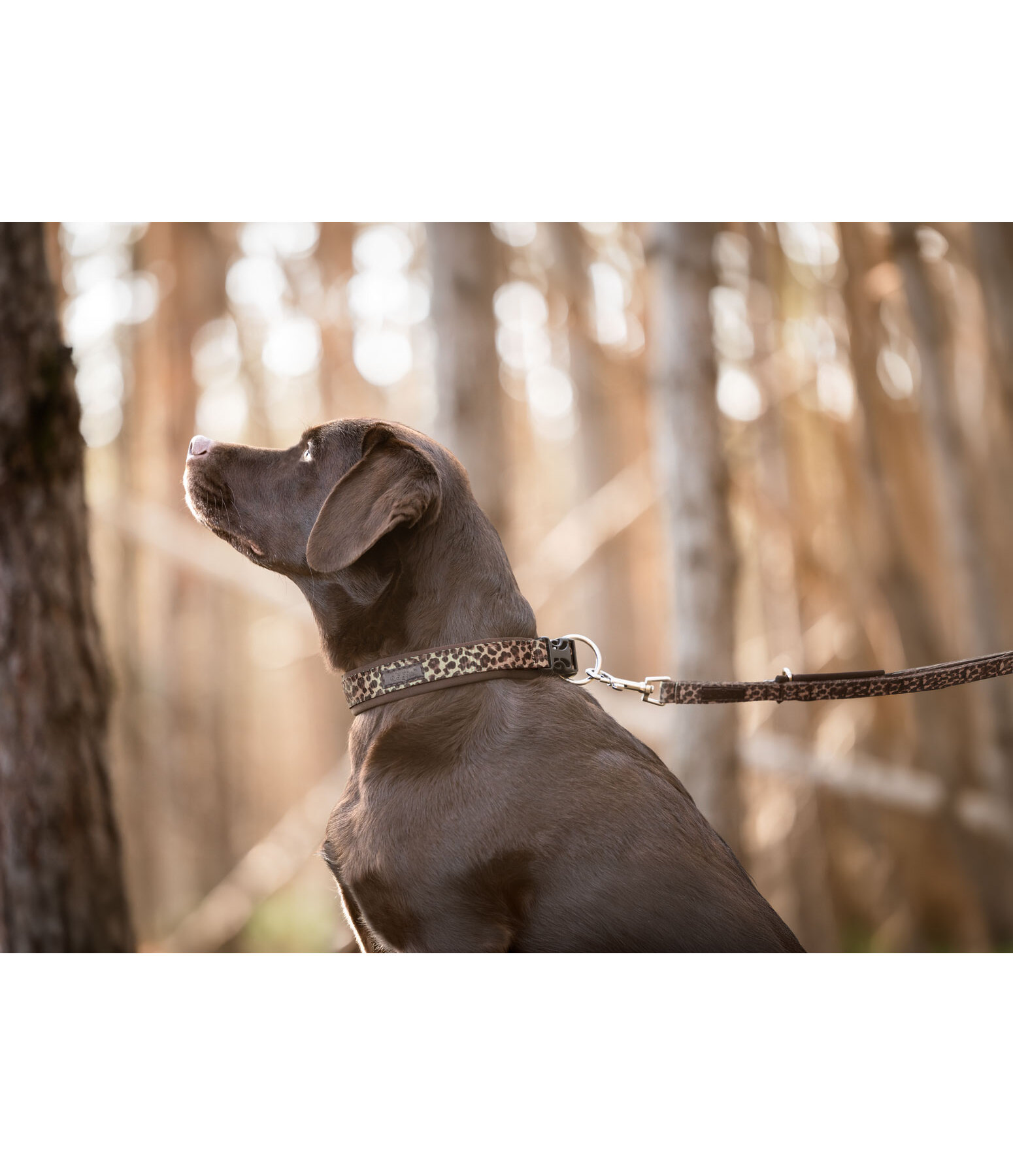Collier pour chiens  Becks