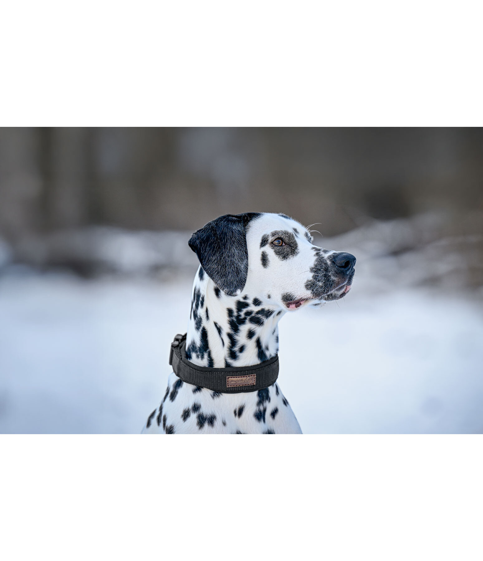 Collier pour chiens  Becks