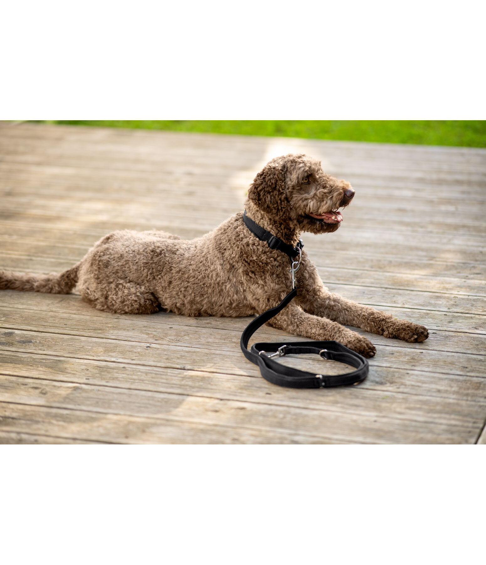 Collier pour chiens  Becks