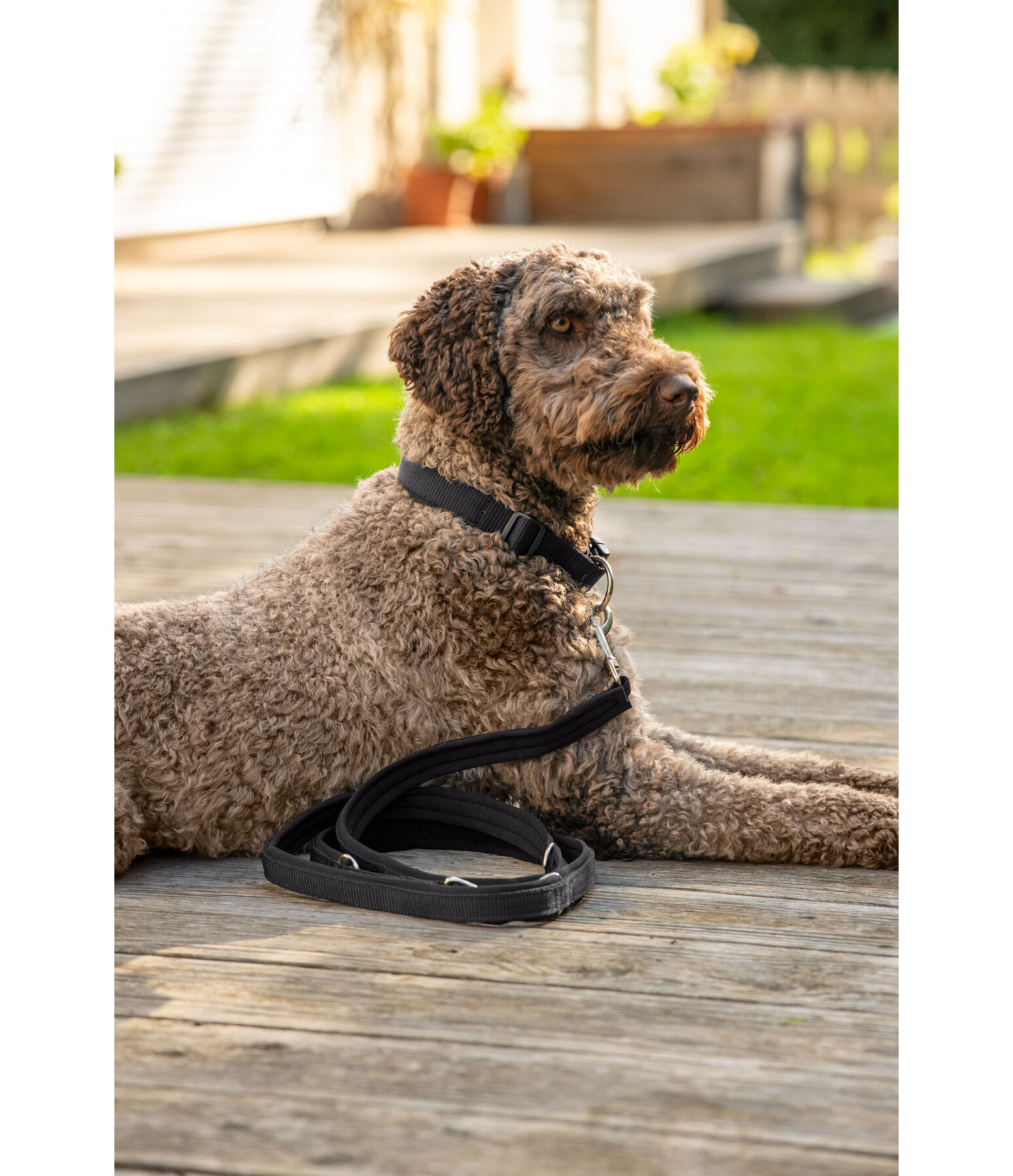 Laisse pour chiens  Jade