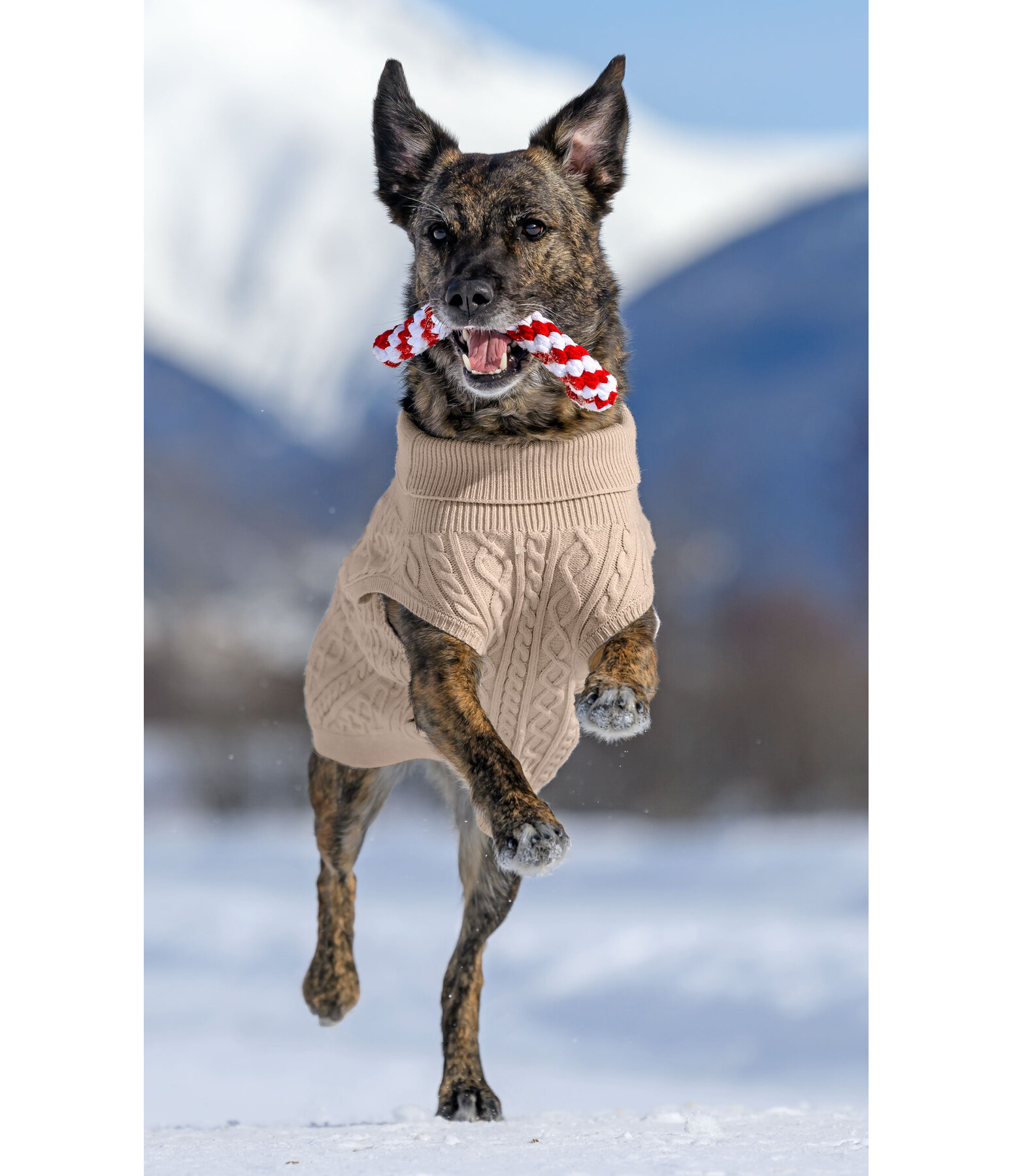 Jouet sucre d'orge en corde pour chiens