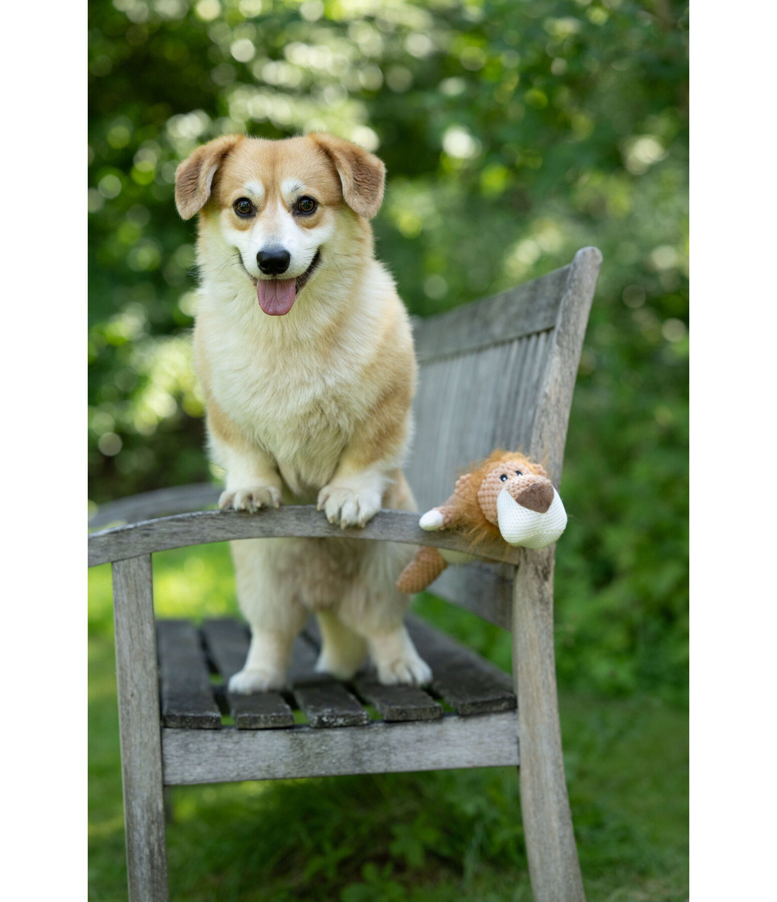 Peluche lion pour chiens  Lio