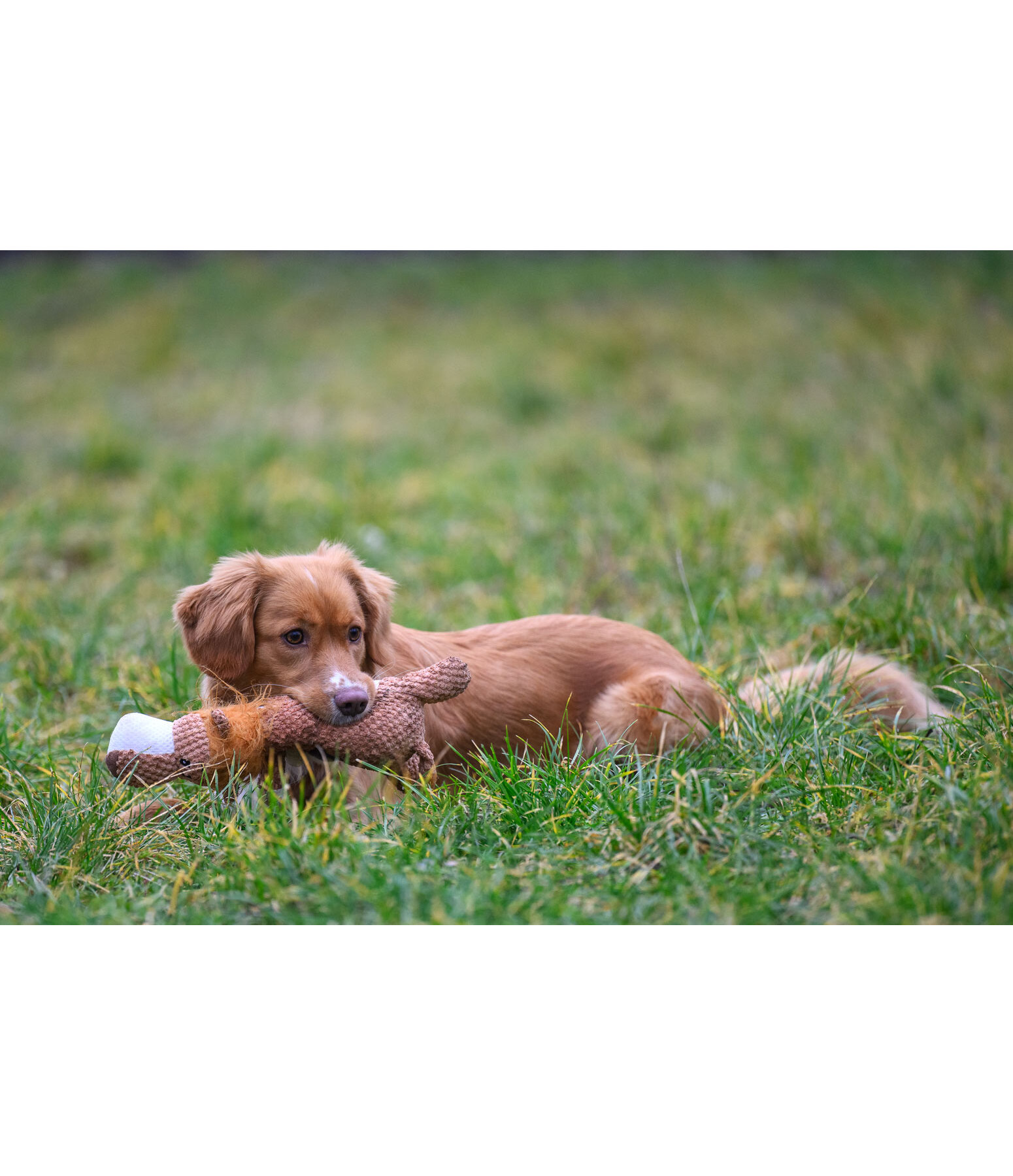 Peluche lion pour chiens  Lio
