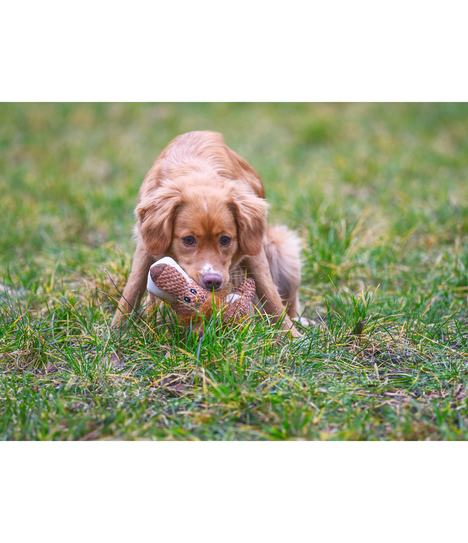 Peluche lion pour chiens  Lio