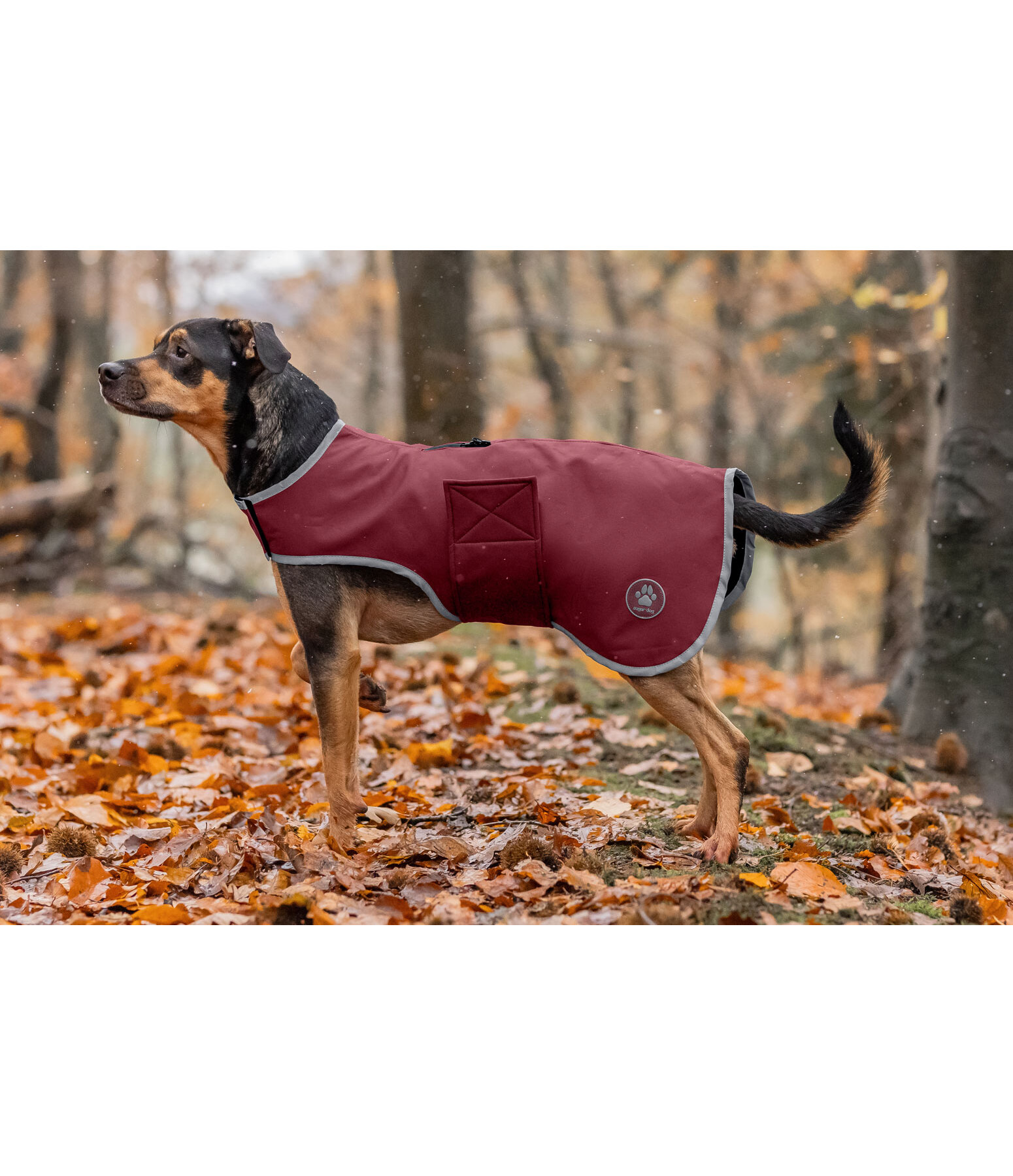 Manteau de marcheur en softshell pour chiens  Athlete, 0 g