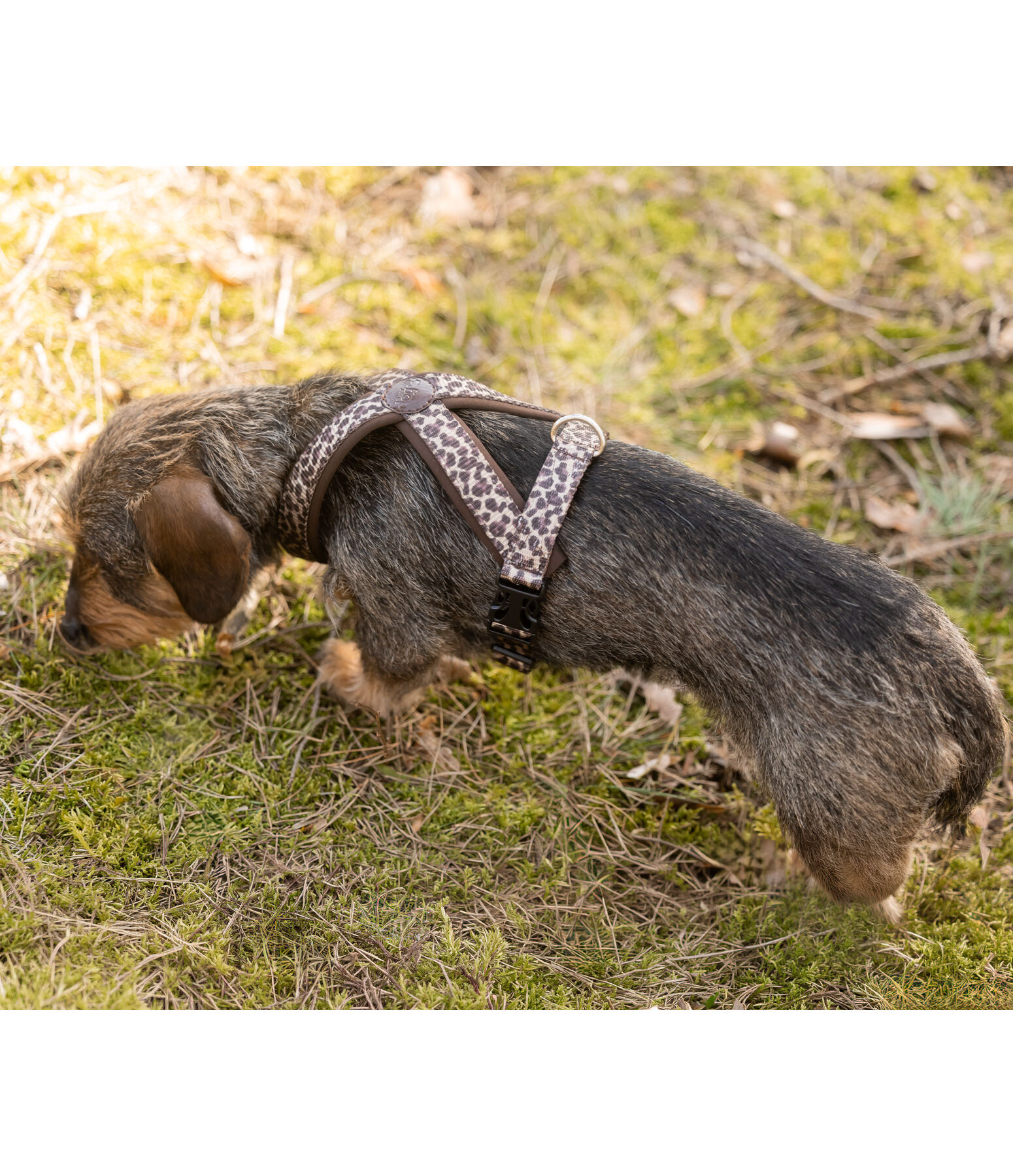 Harnais pour chiens  Piper
