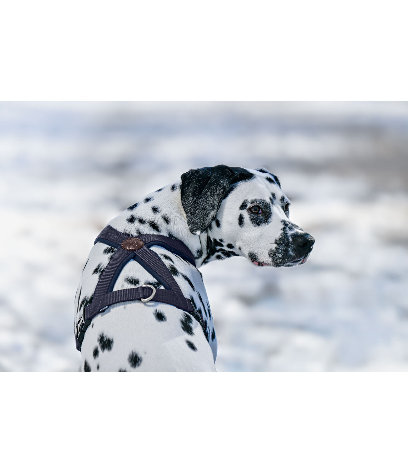 Harnais pour chiens  Piper