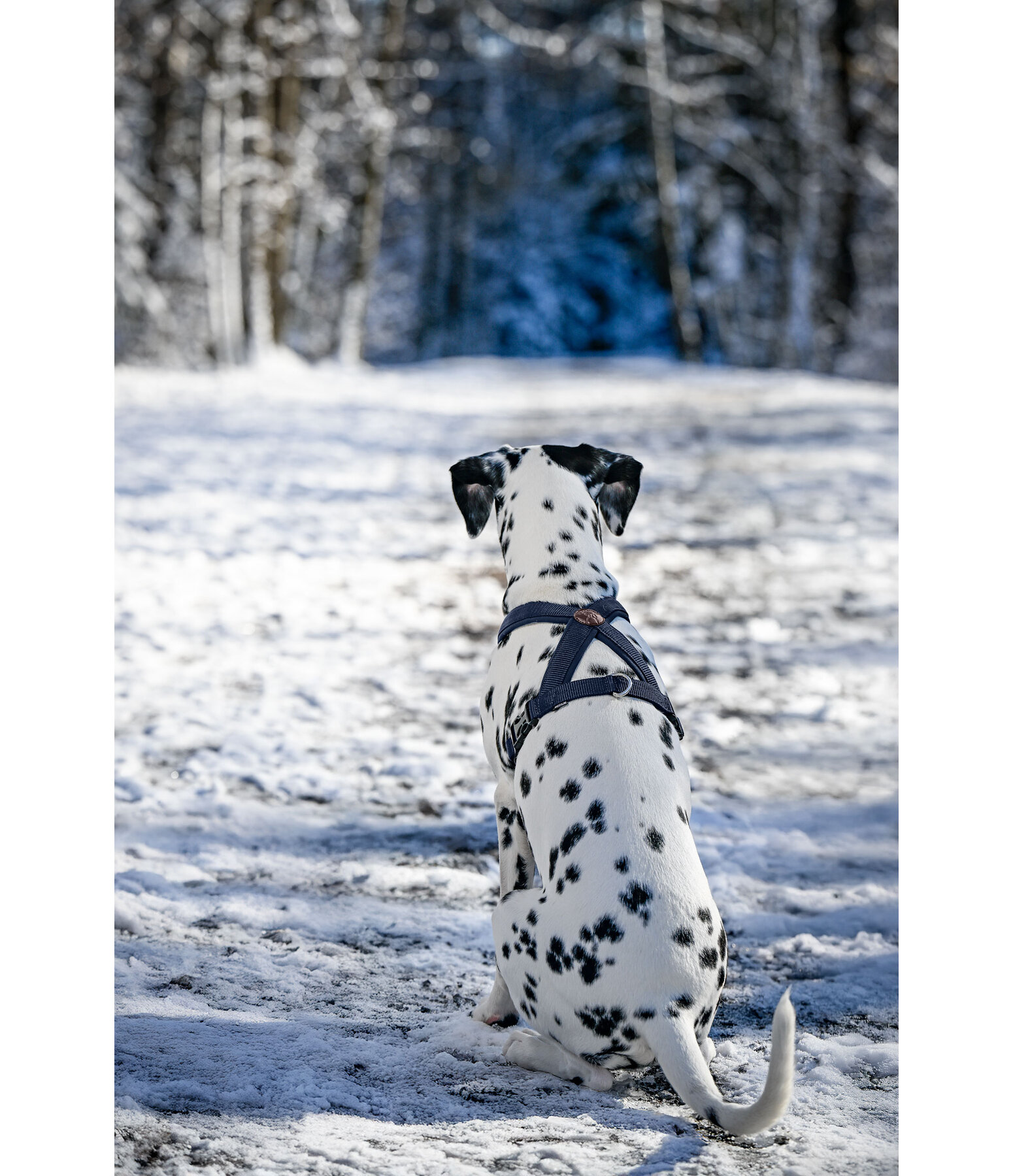 Harnais pour chiens  Piper