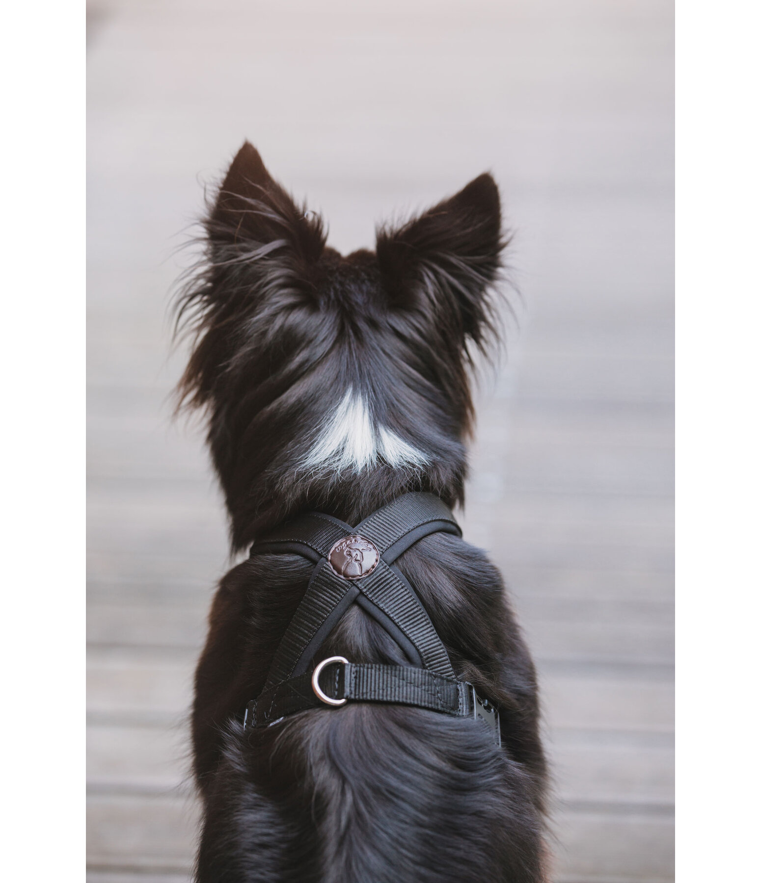Harnais pour chiens  Piper