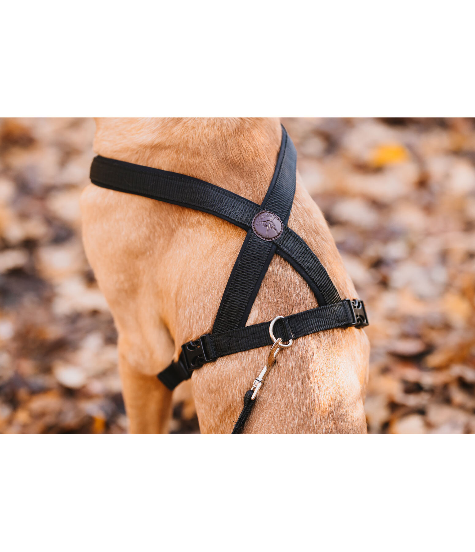 Harnais pour chiens  Piper