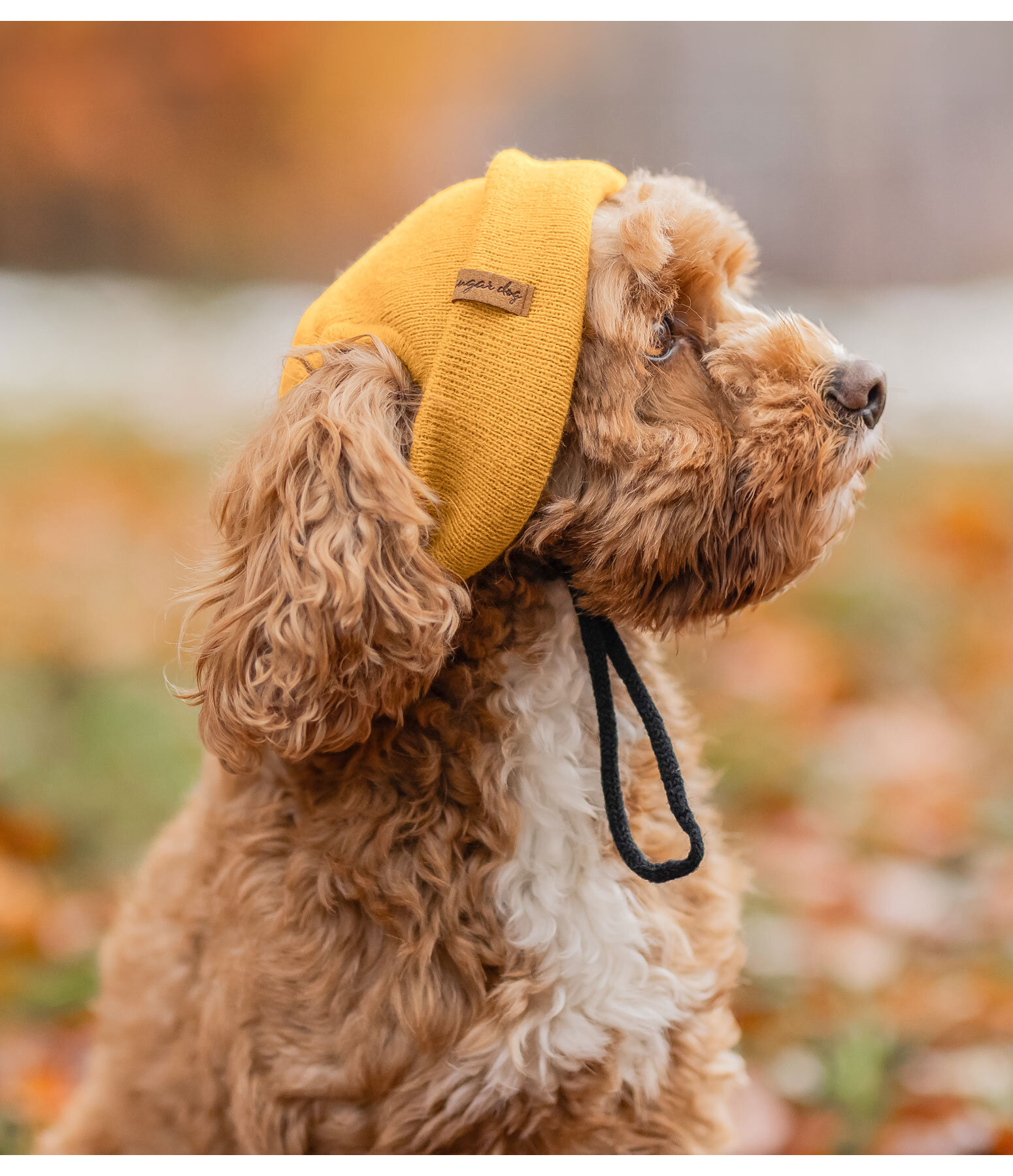 Bonnet pour chiens  Evin