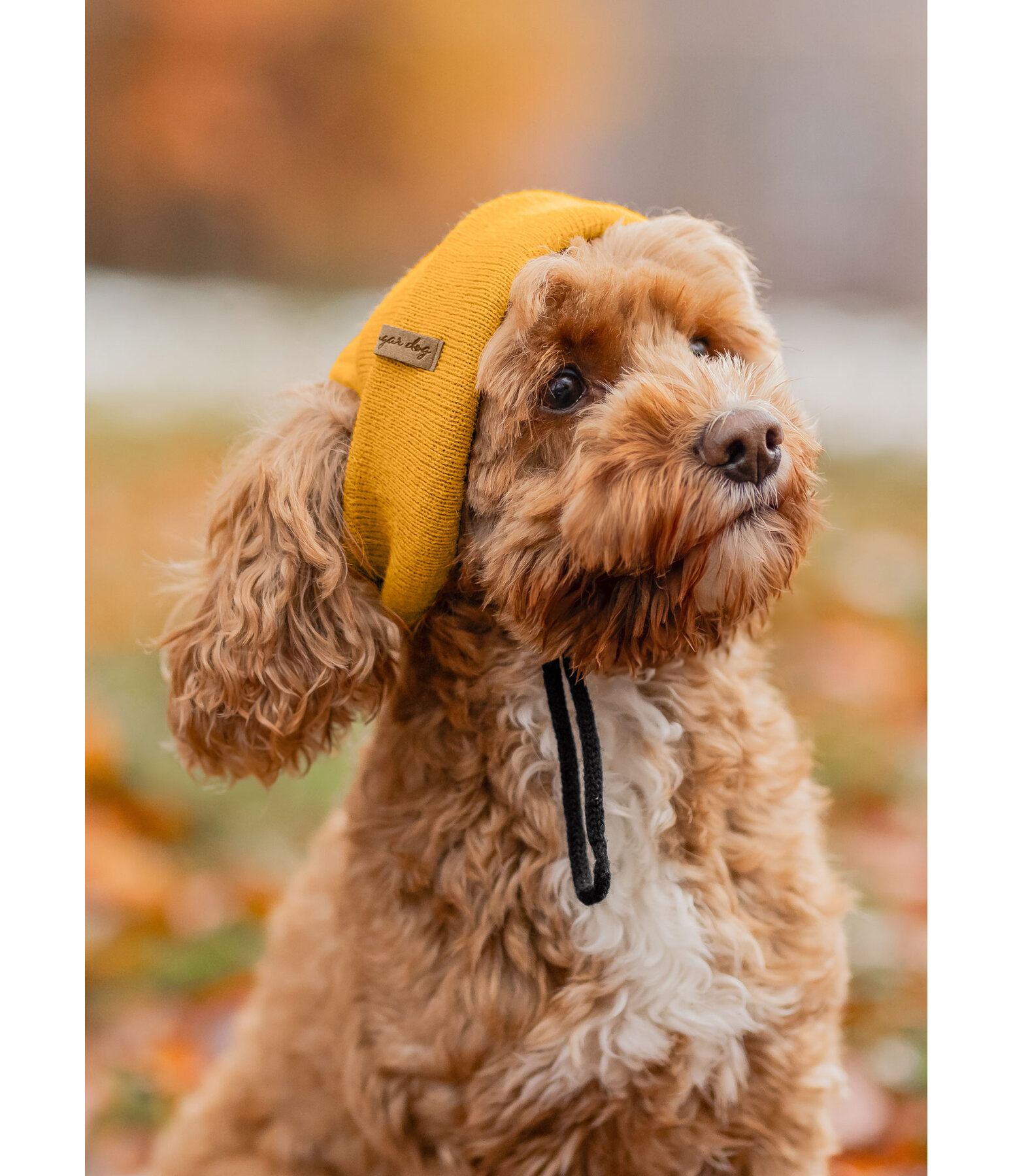 Bonnet pour chiens  Evin