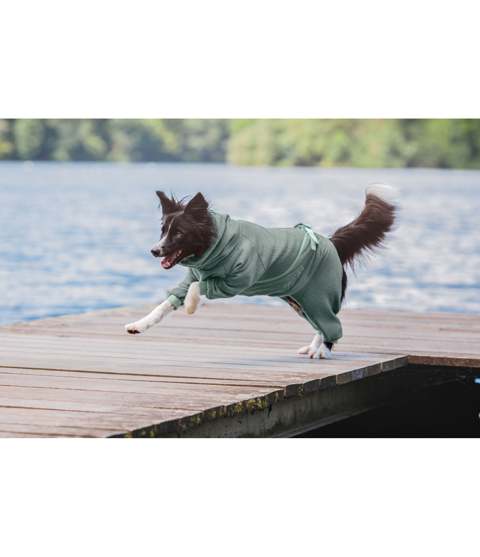 Peignoir pour chiens  Allover Dry