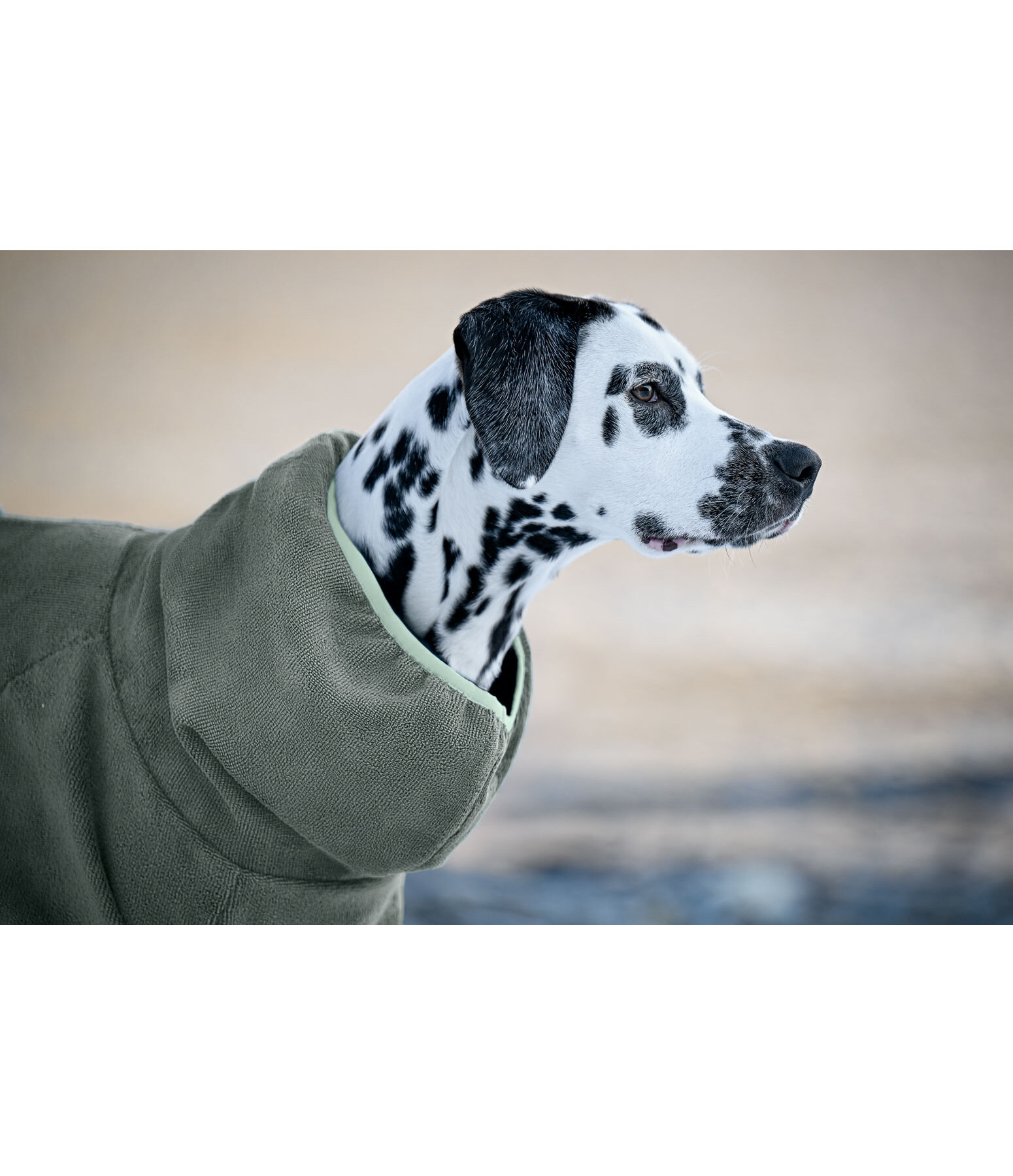 Peignoir pour chiens  Allover Dry