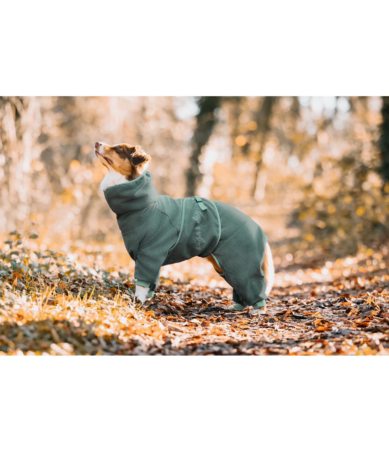 Peignoir pour chiens  Allover Dry