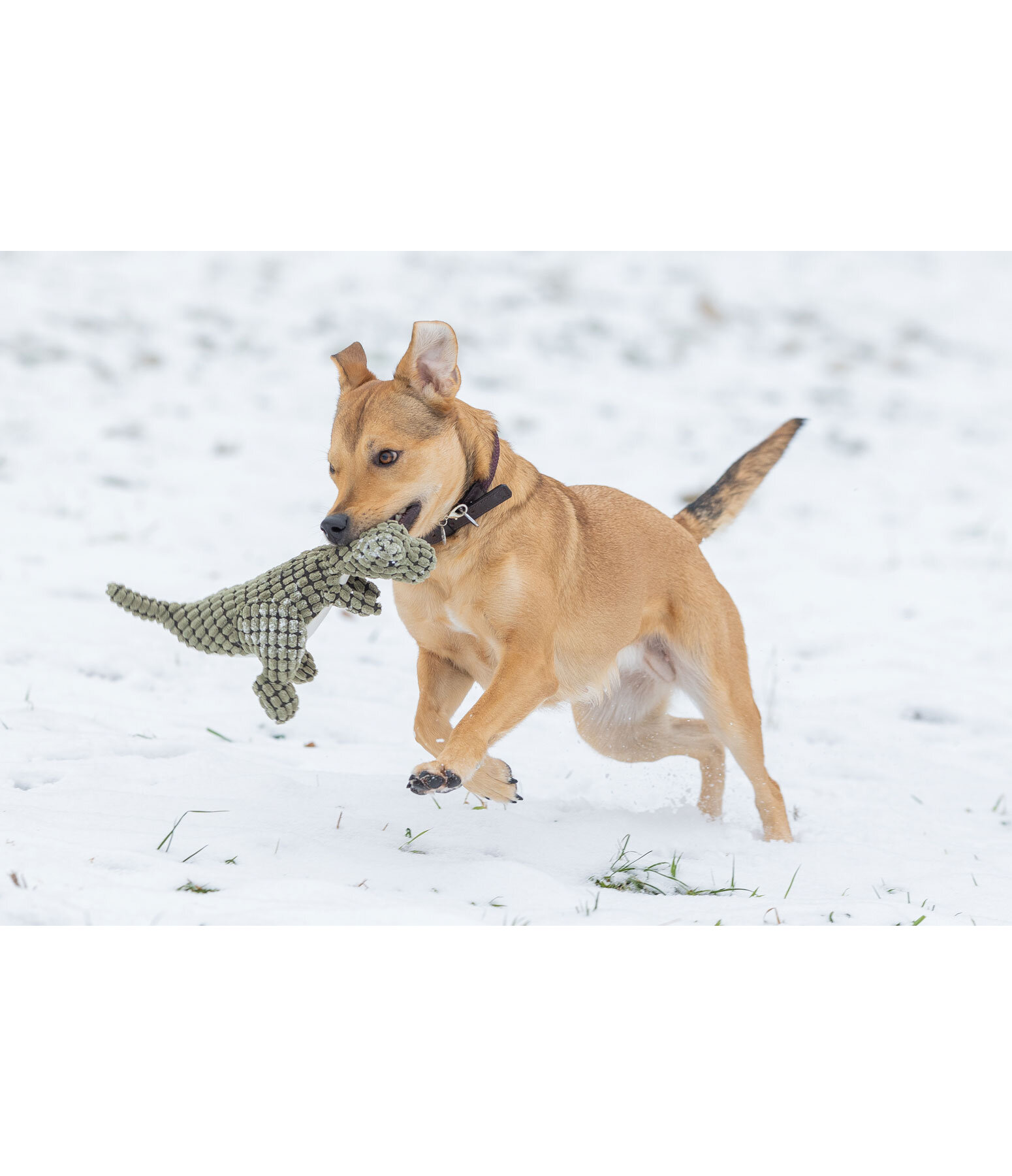 Dinosaure en peluche  Rexy