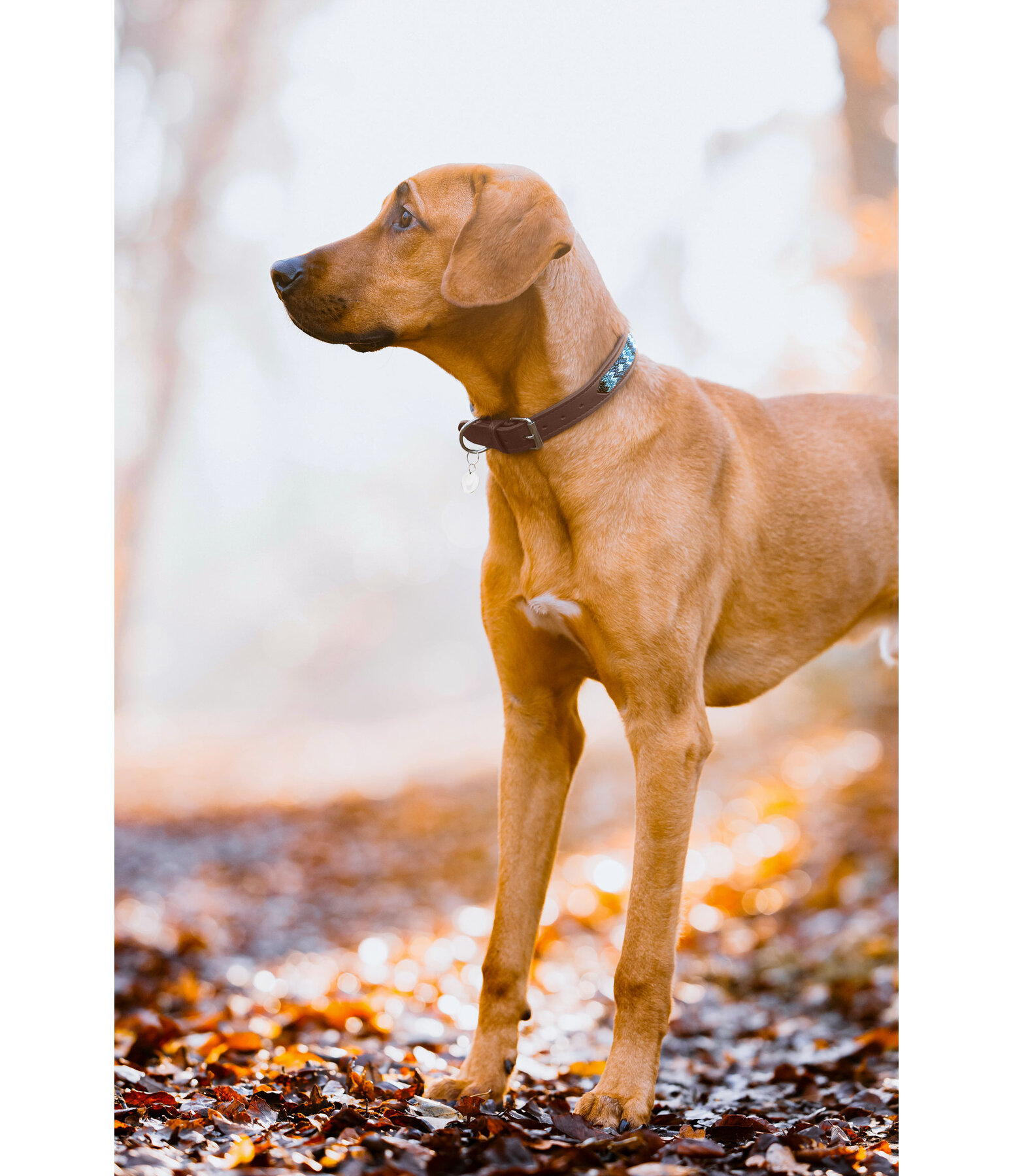 Collier pour chien en cuir  Nashville