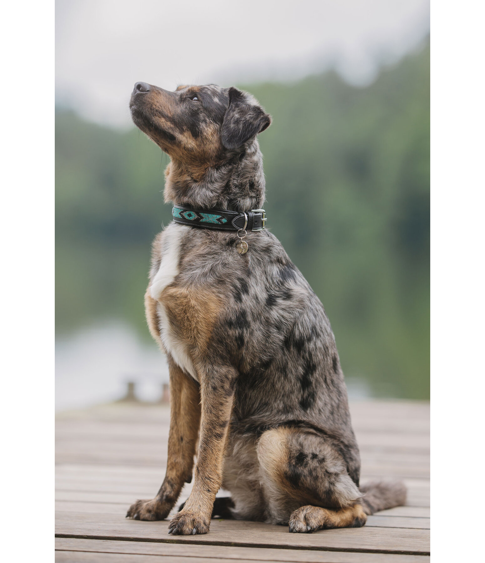 Collier pour chien en cuir  Nashville
