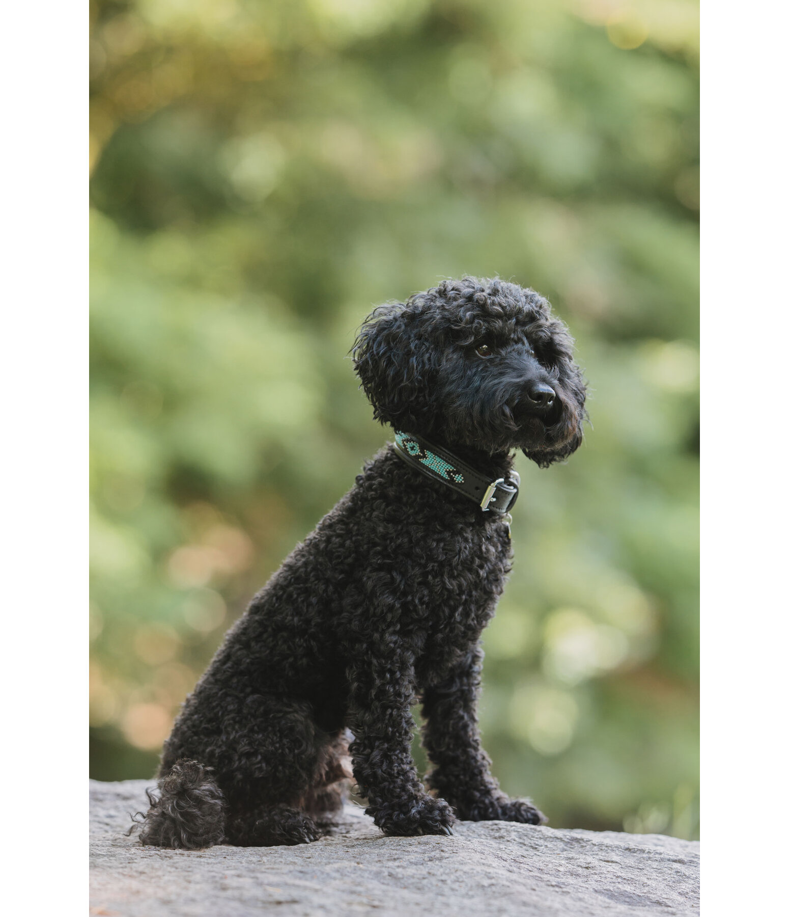 Collier pour chien en cuir  Nashville