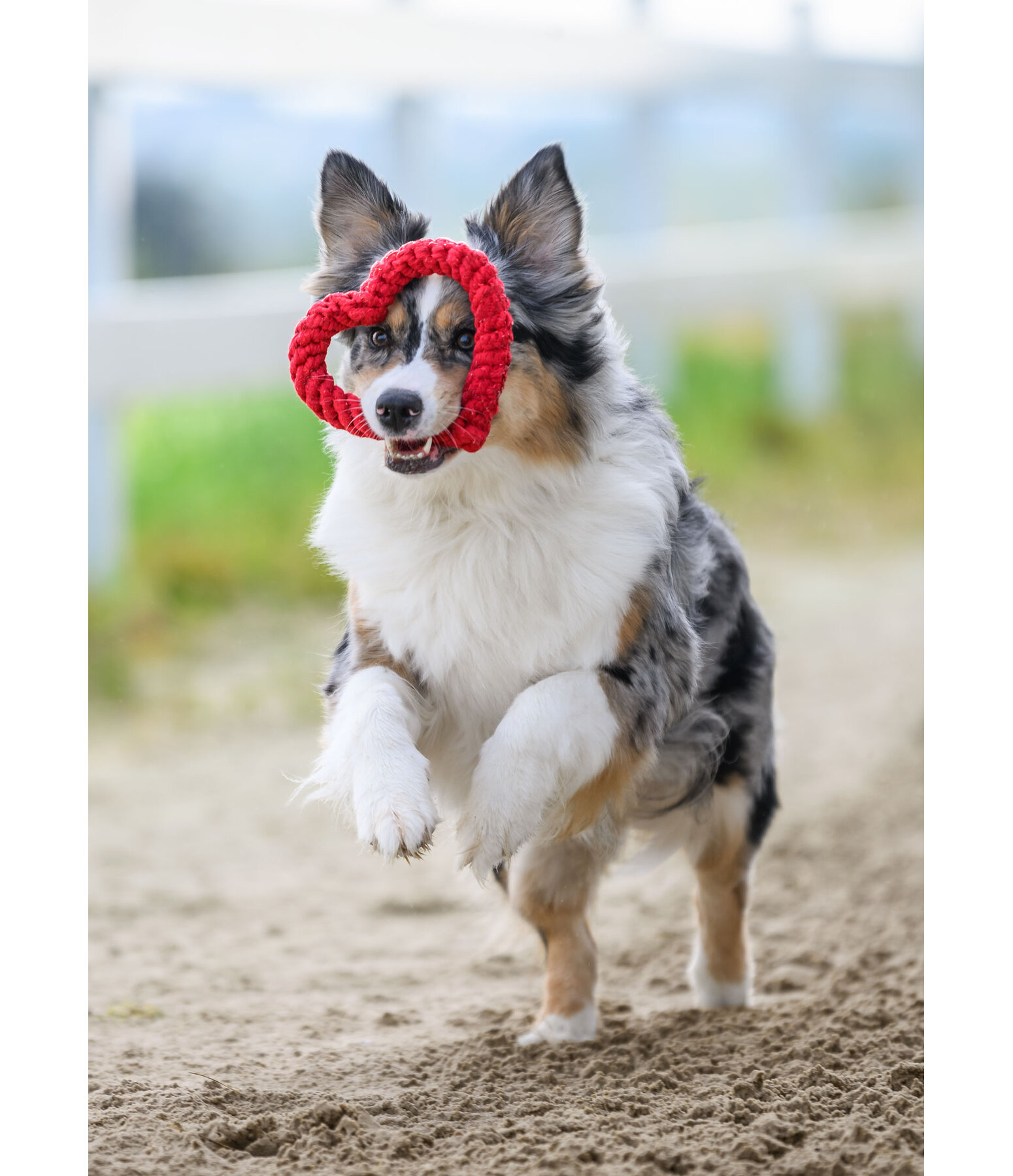 Jouet corde pour chien  Valentine