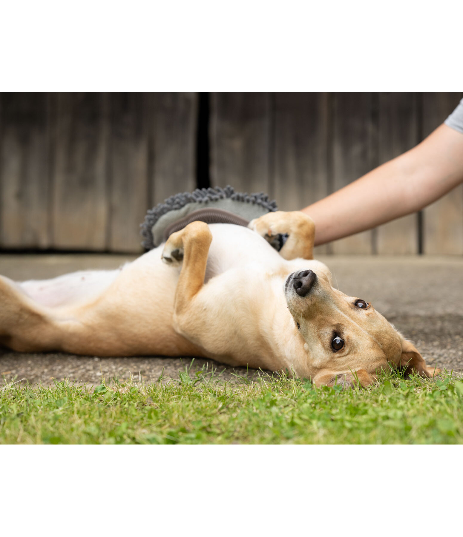 Gant de toilettage pour chien  Cosma